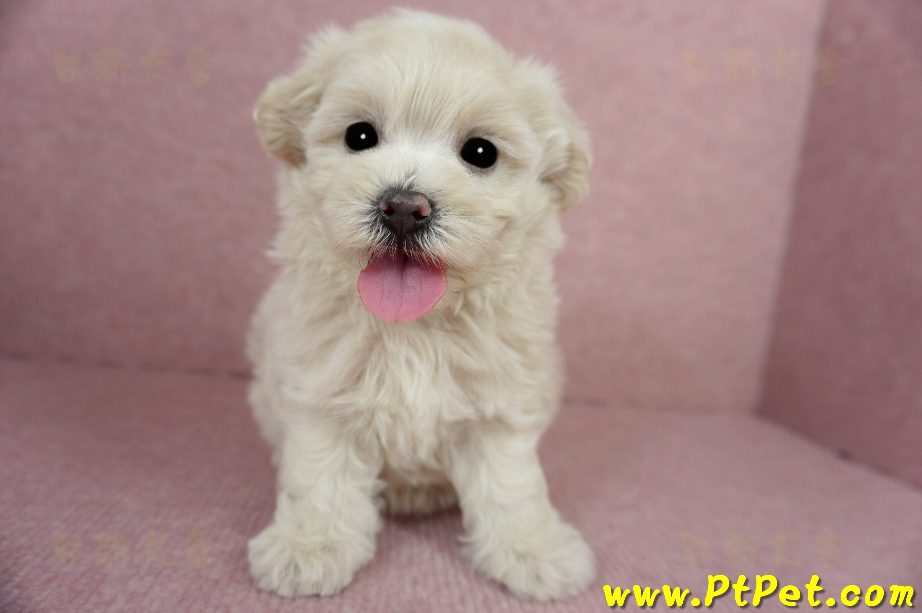 03/31奶油色馬爾泰迪母幼犬3號(屏東恆春)