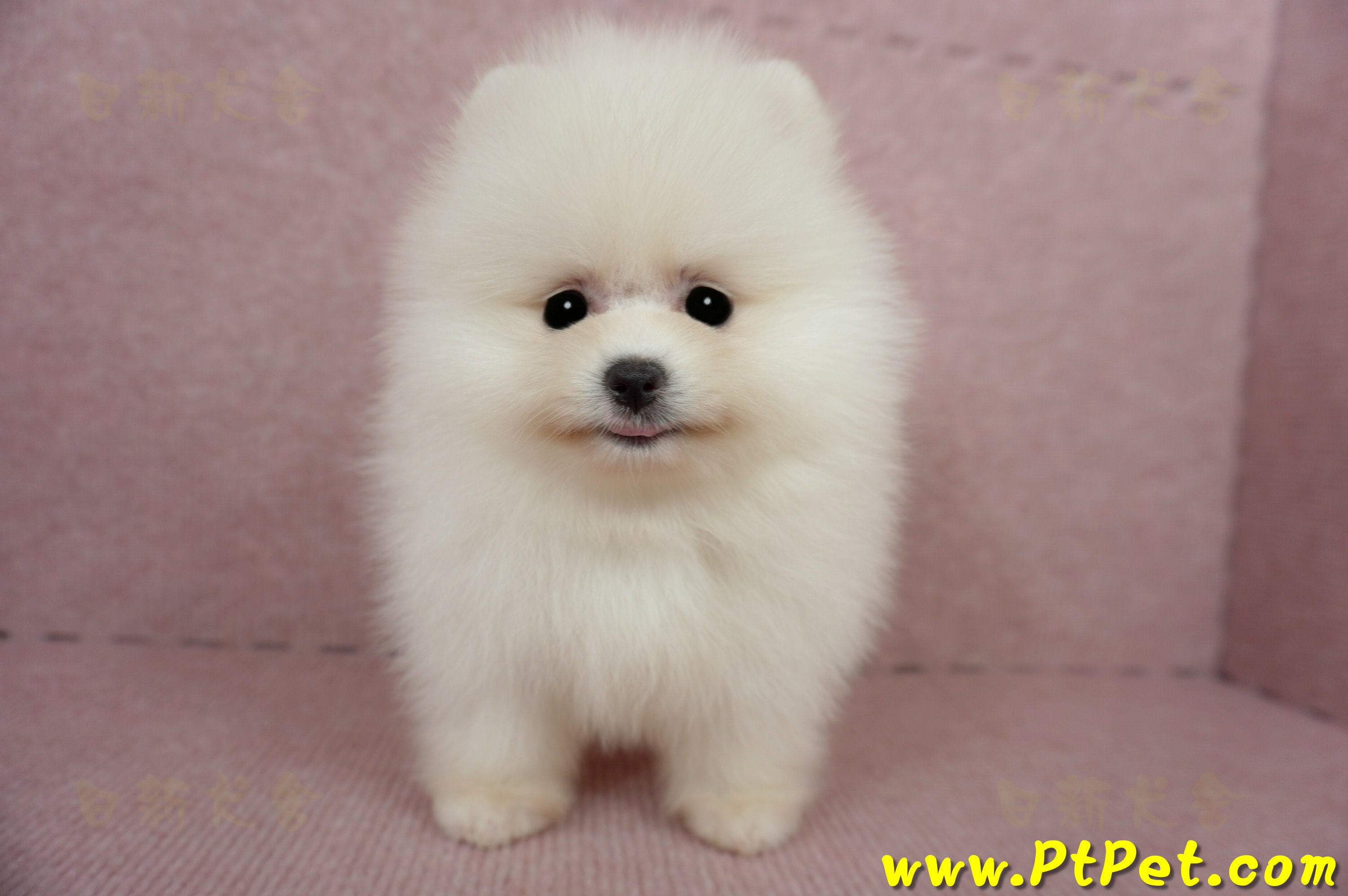 03/14迷你型松鼠白博美公幼犬1號(台北信義)