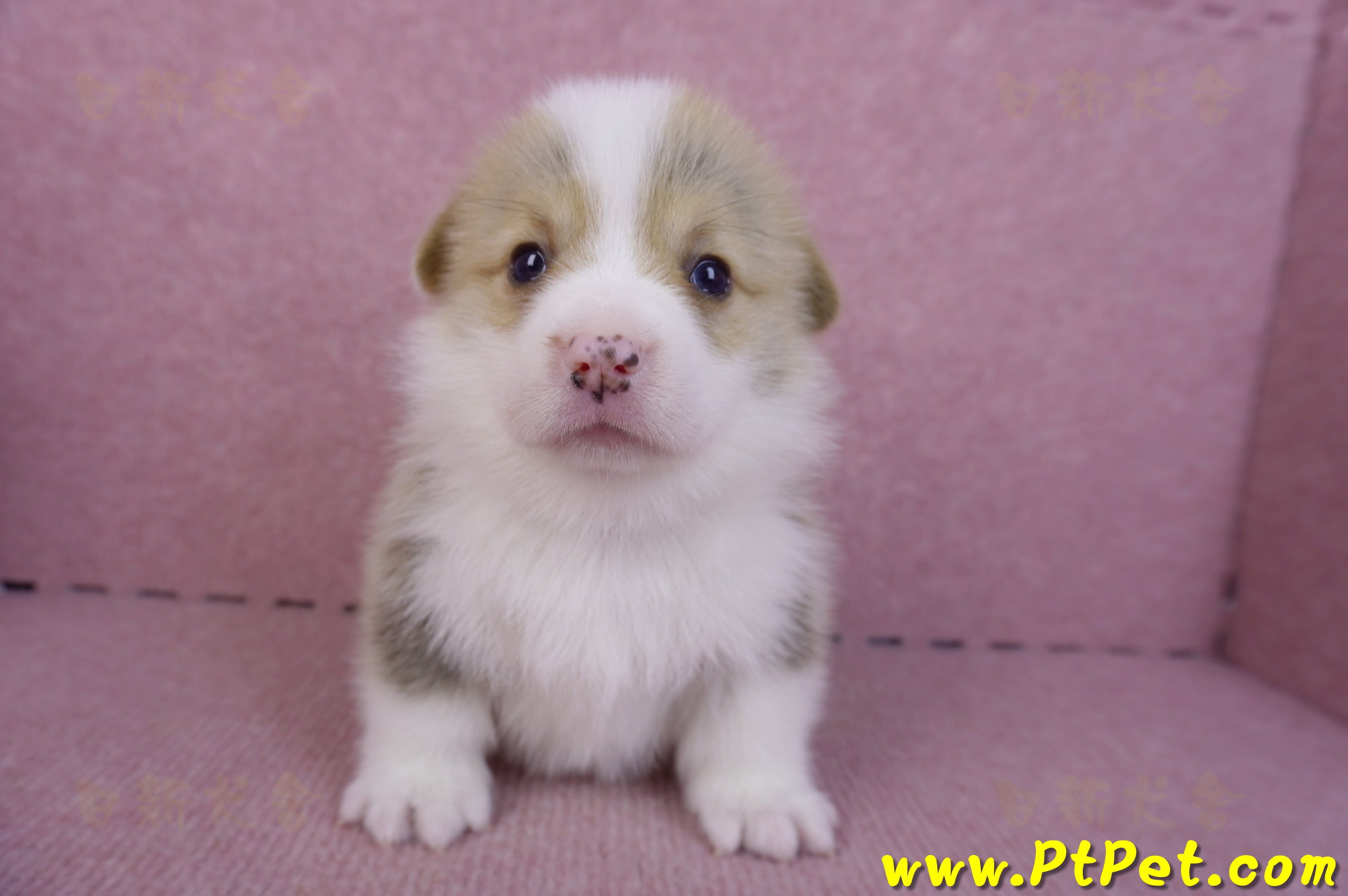 11/05雙色柯基犬公幼犬2號(桃園平鎮)