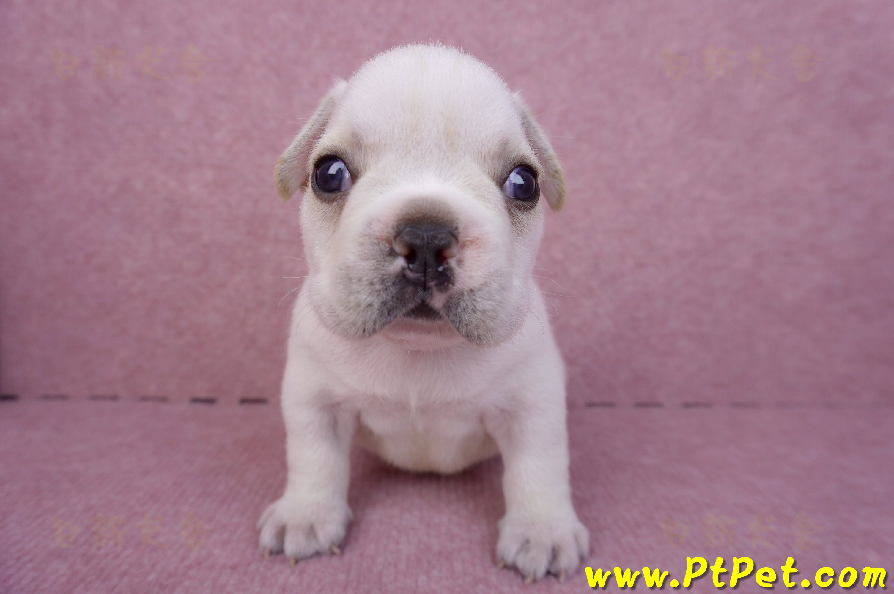 03/21奶白色法國鬥牛公幼犬3號