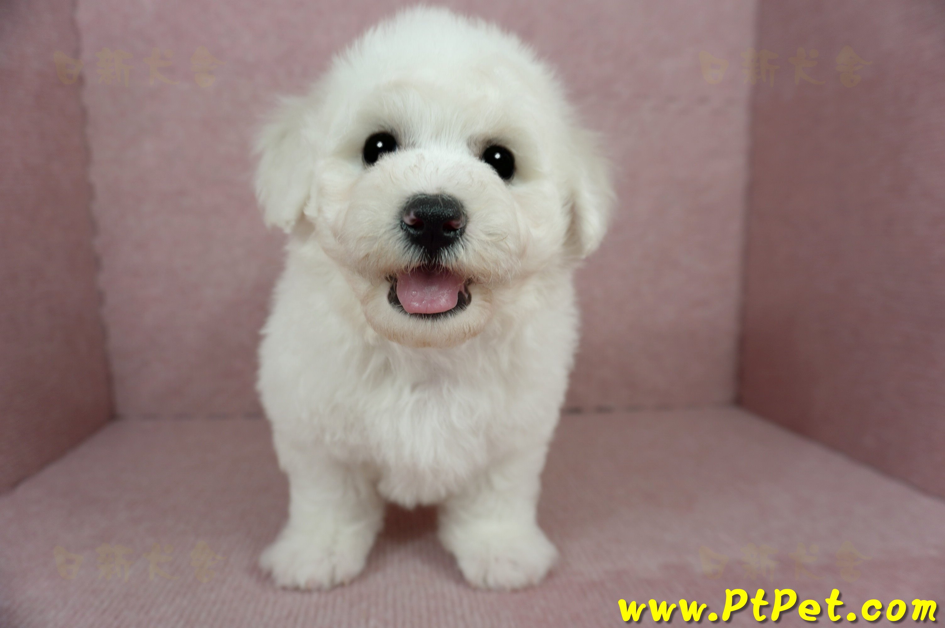 01/12比熊犬公幼犬(花蓮吉安)