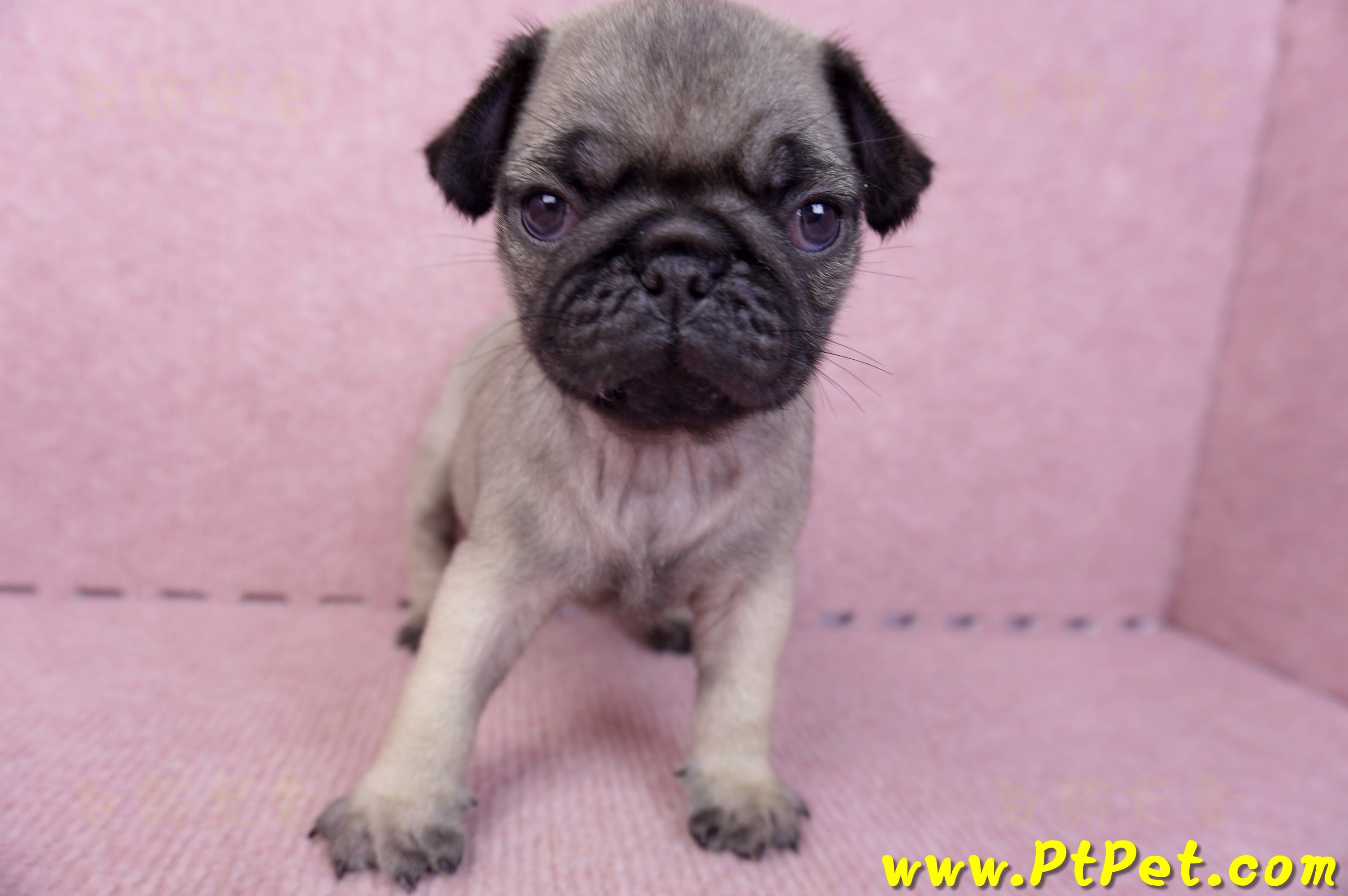 07/09巴哥公幼犬1號(新竹東區)