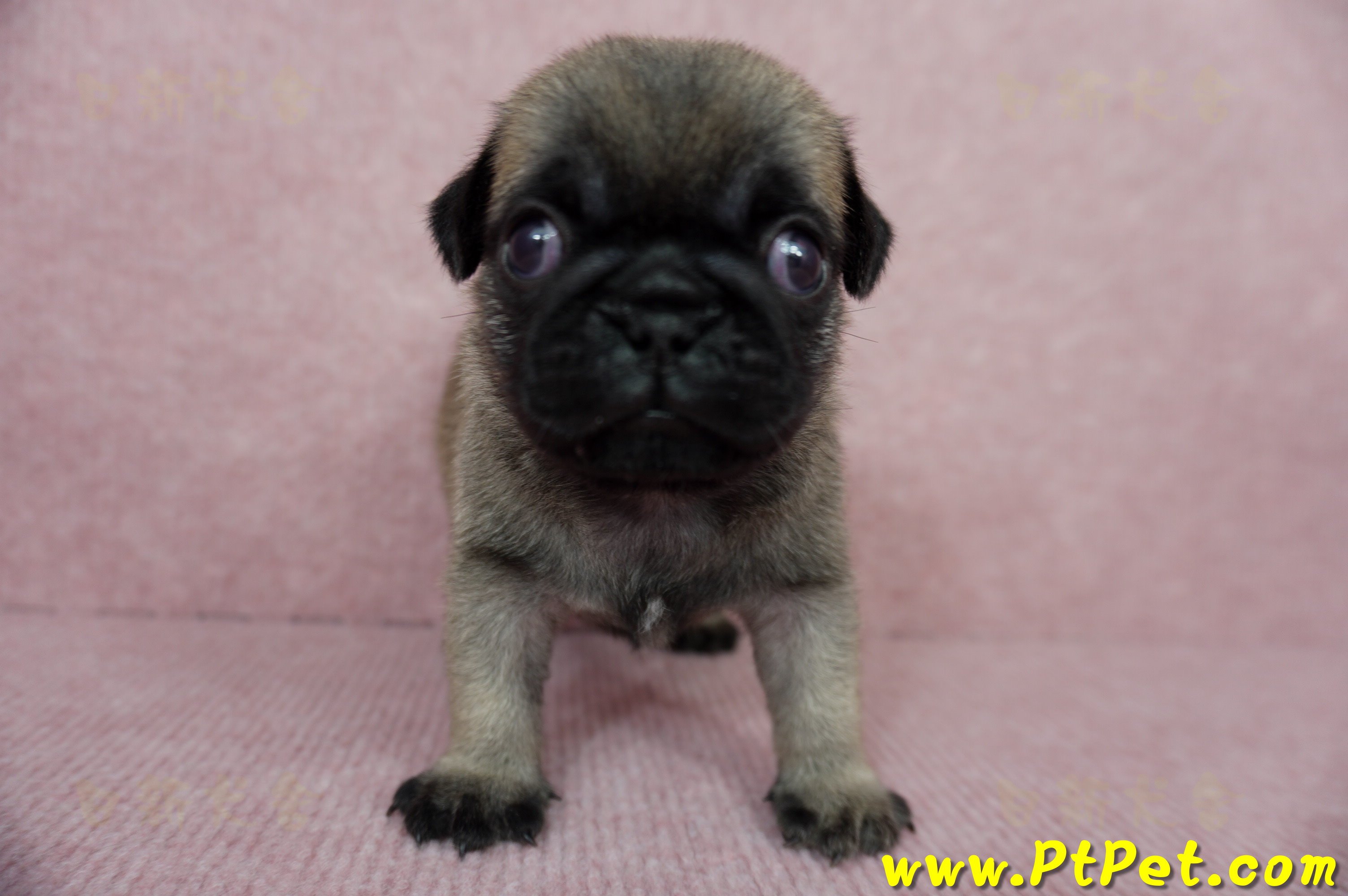 04/02巴哥公幼犬4號(新北樹林)