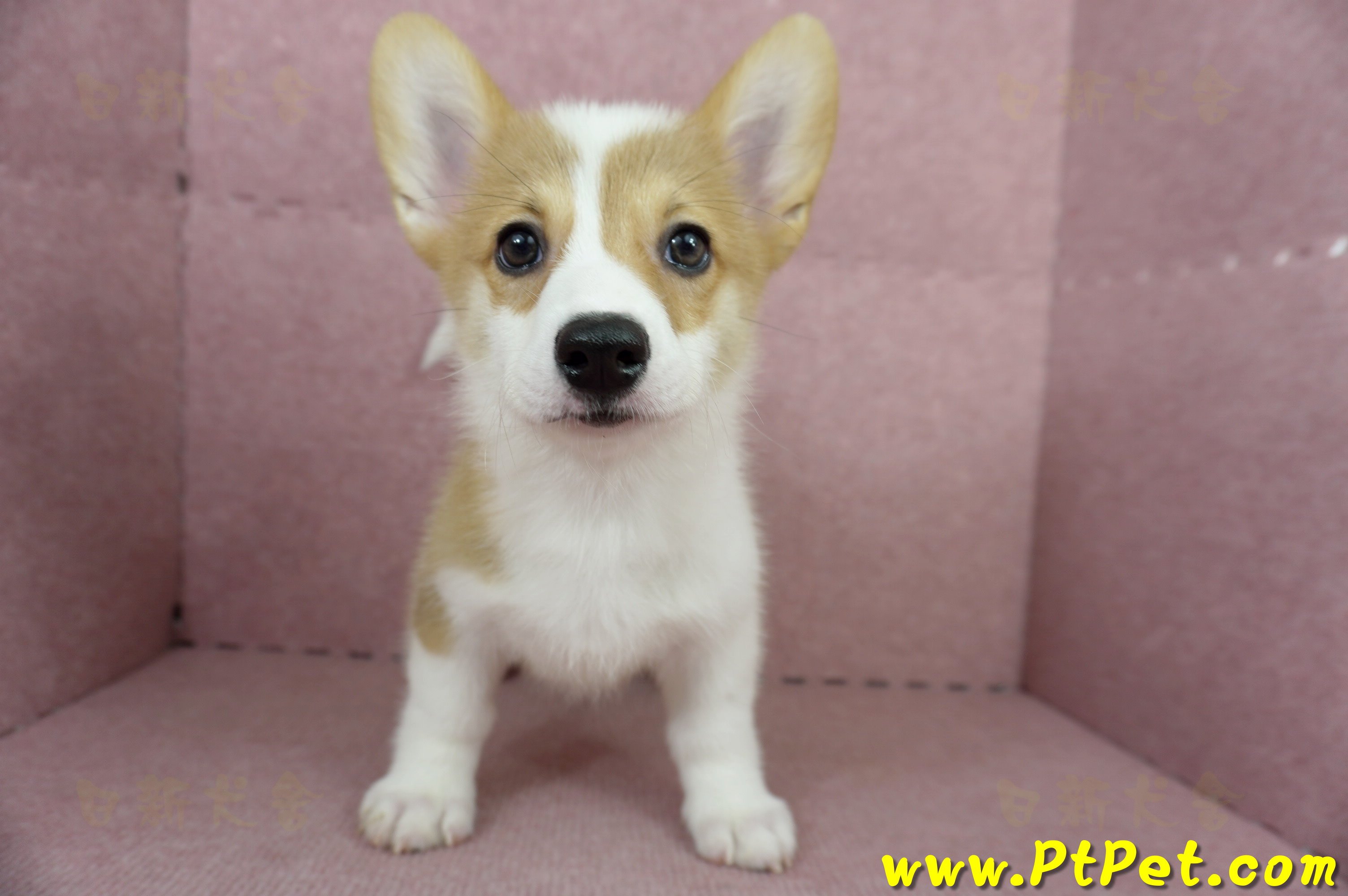 04/14雙色柯基犬母幼犬(台中沙鹿)