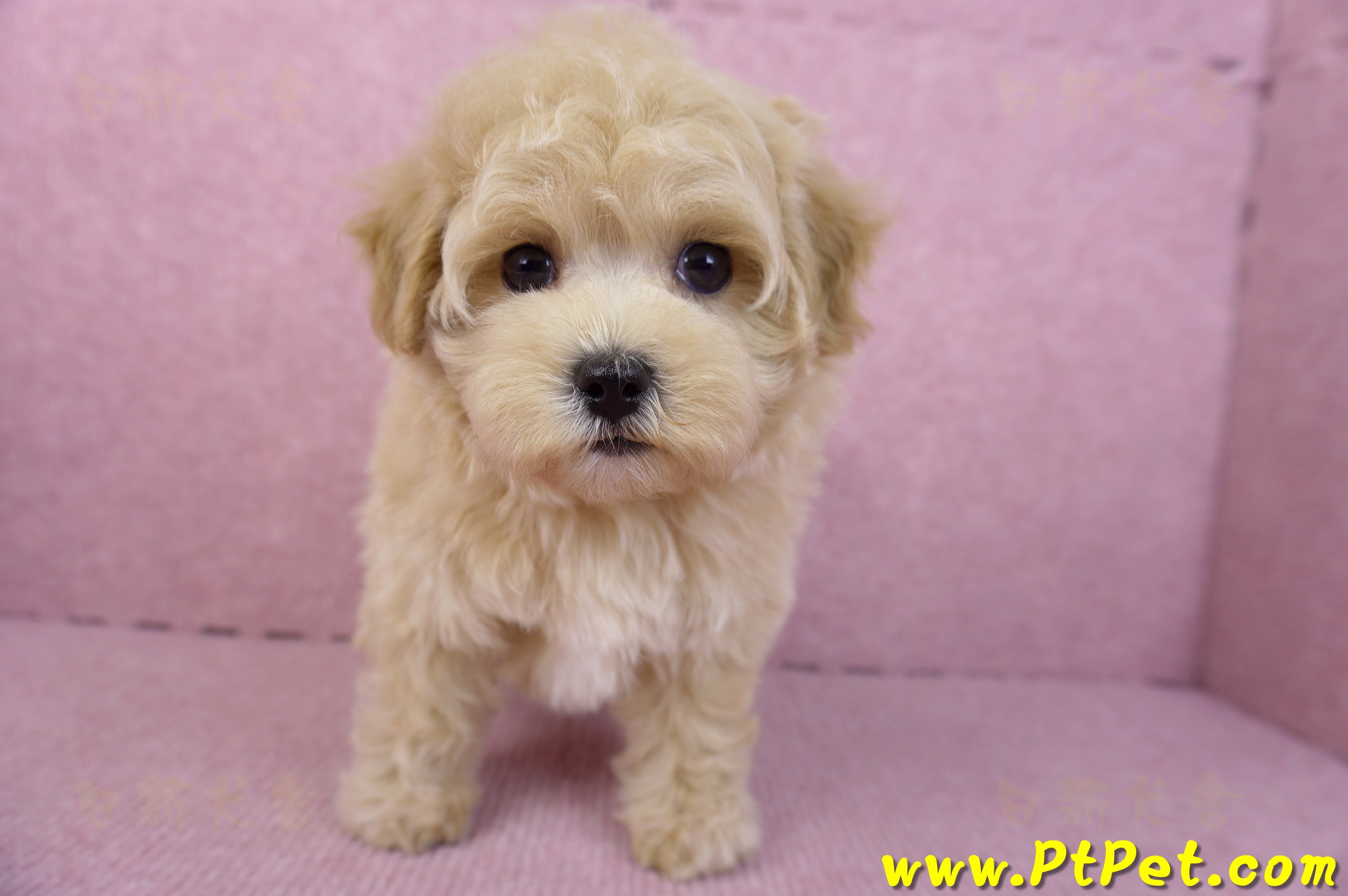 11/23馬爾泰迪母幼犬1號(新北永和)