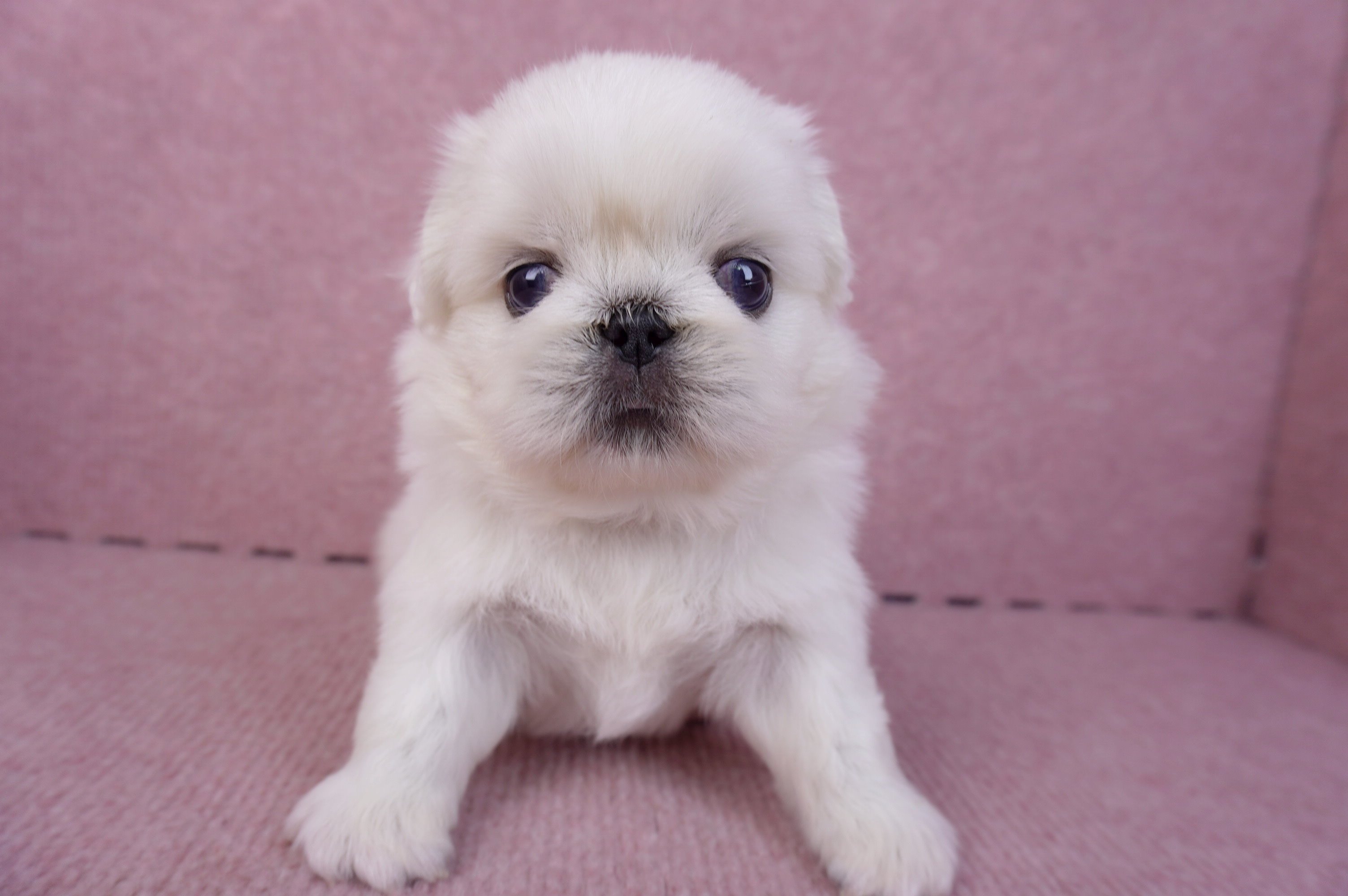 10/31北京狗公幼犬(屏東市)