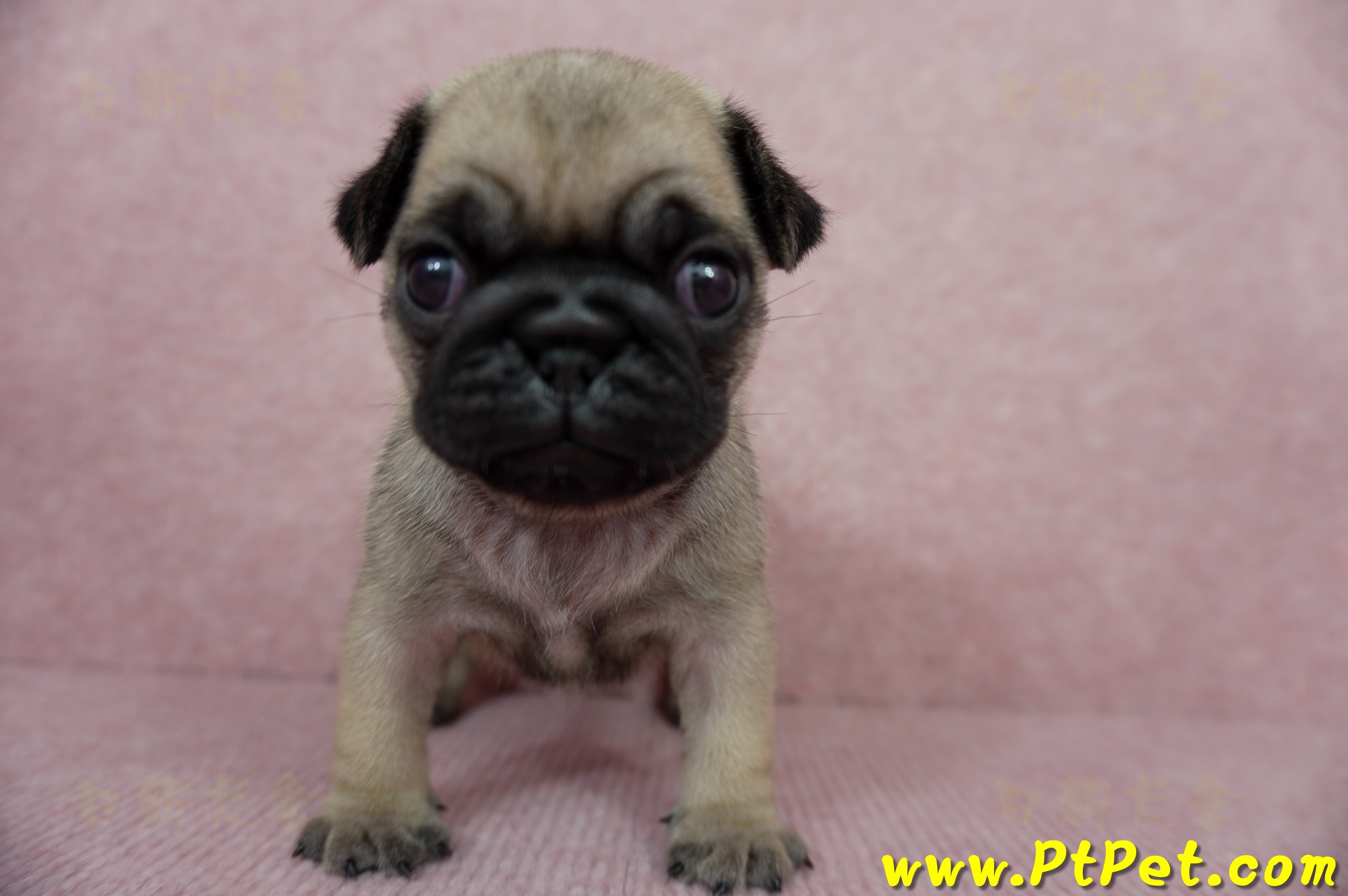 04/02巴哥母幼犬1號(宜蘭)