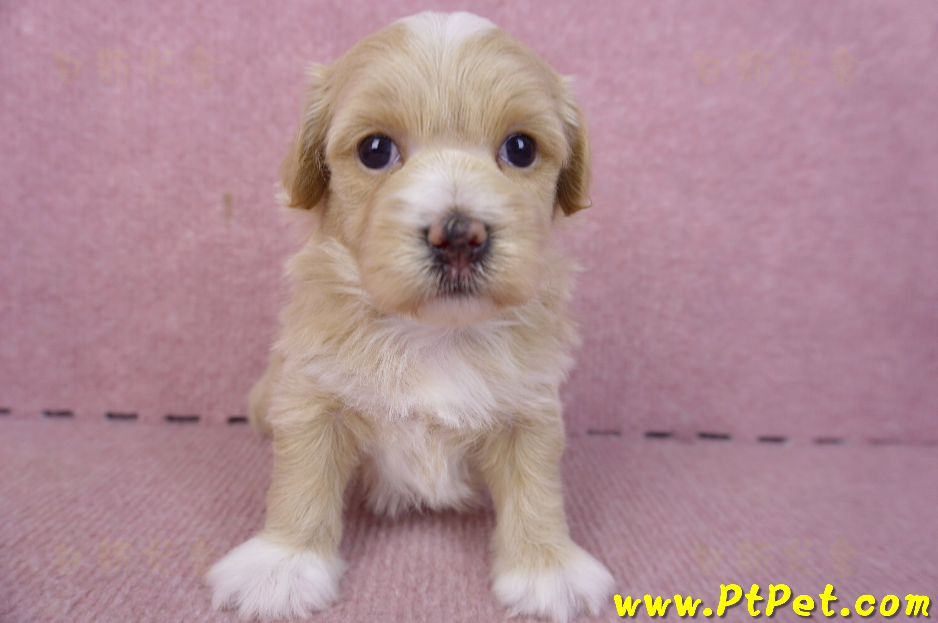 01/30馬爾泰迪公幼犬2號