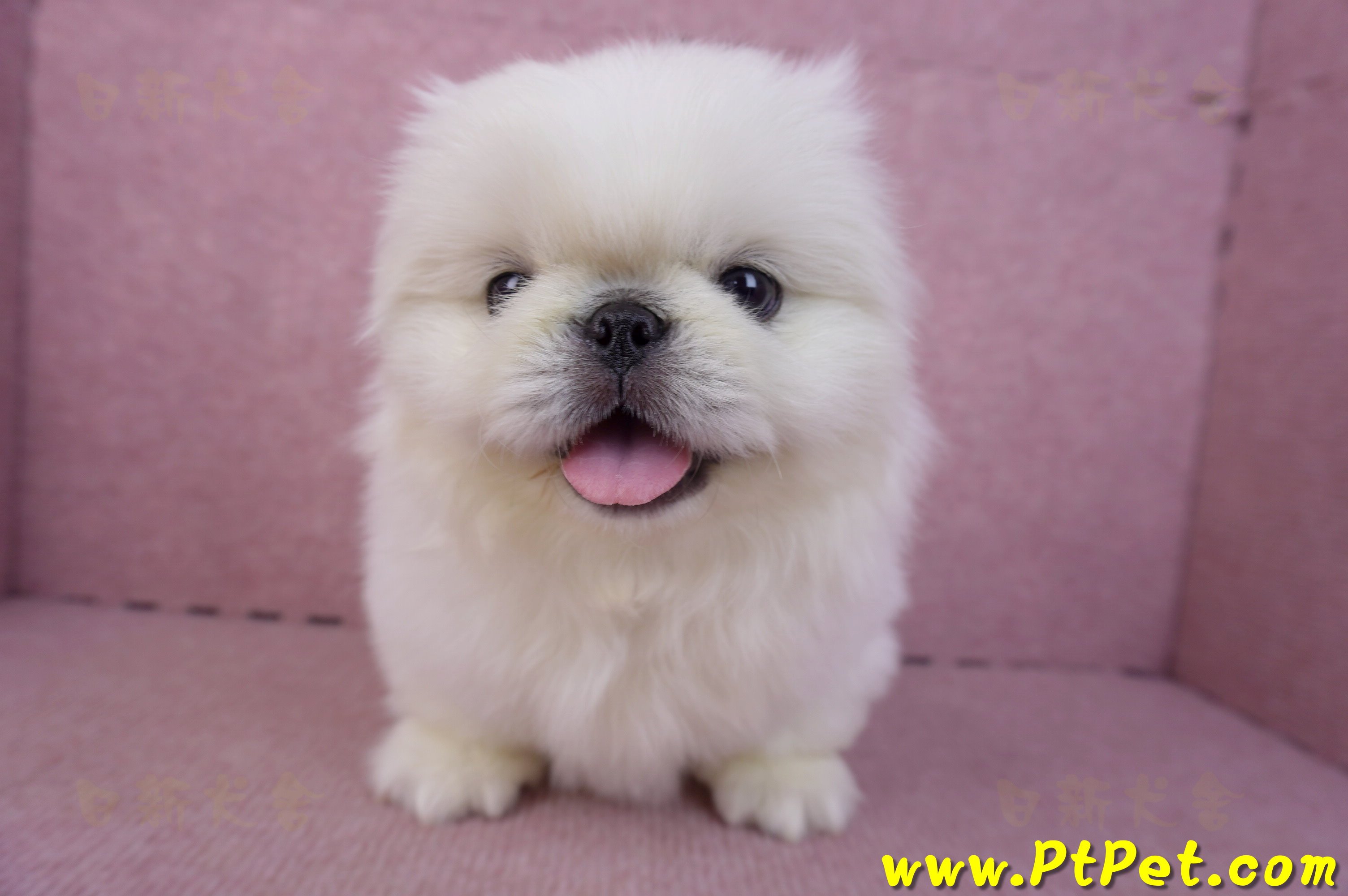 12/17北京狗公幼犬1號