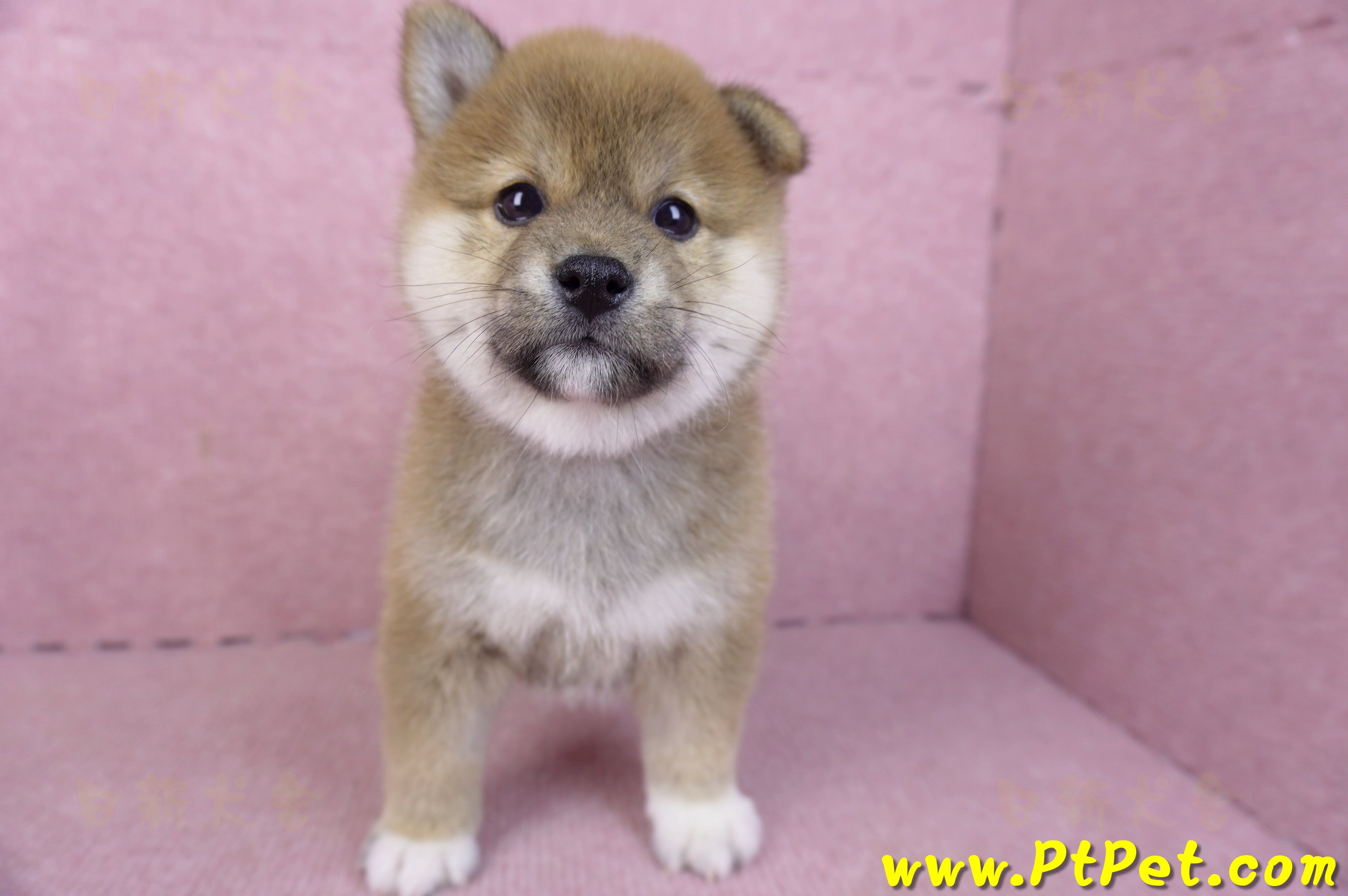 01/11赤色柴犬母幼犬4號