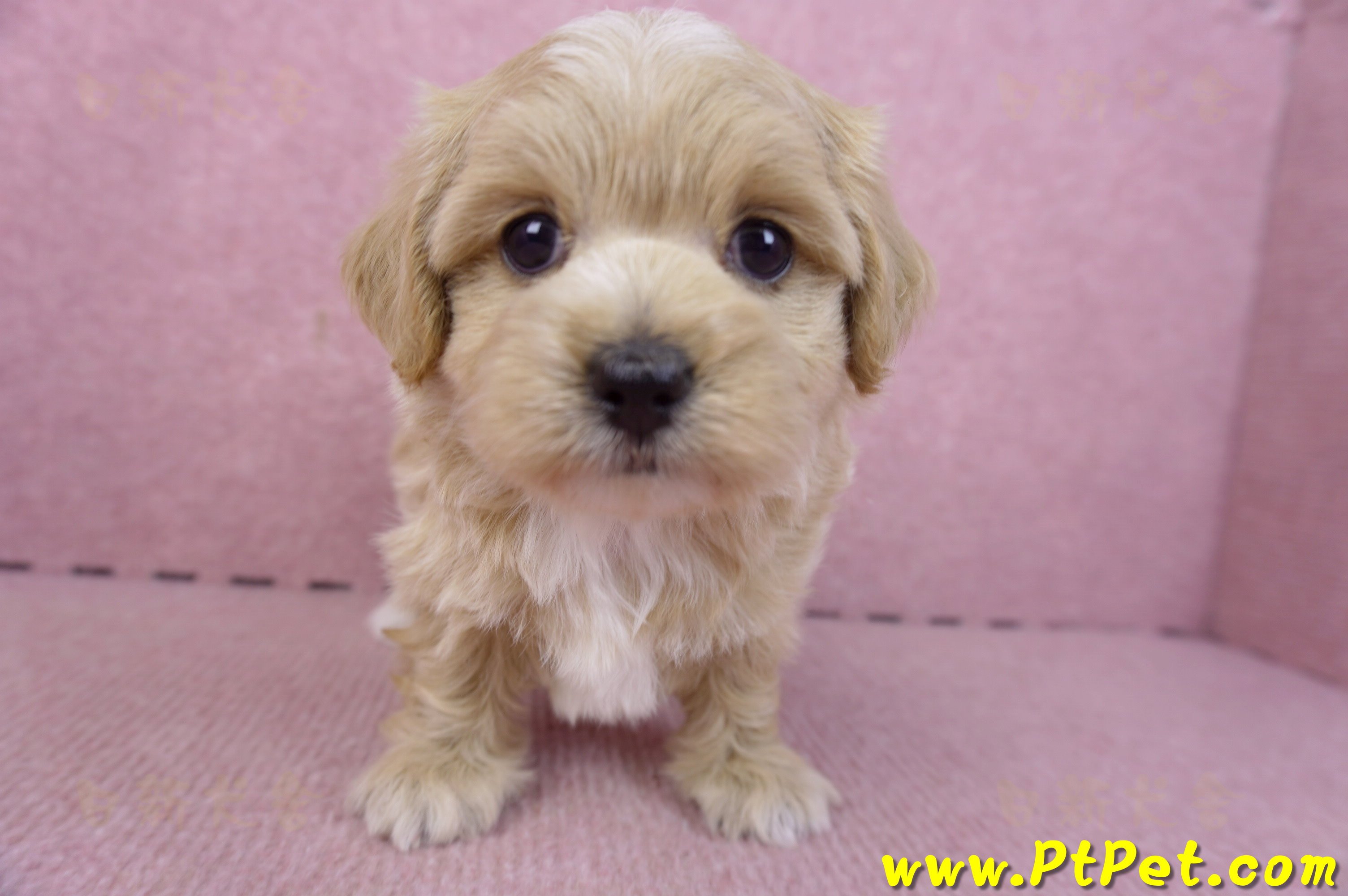 02/20馬爾泰迪母幼犬2號(高雄前鎮)