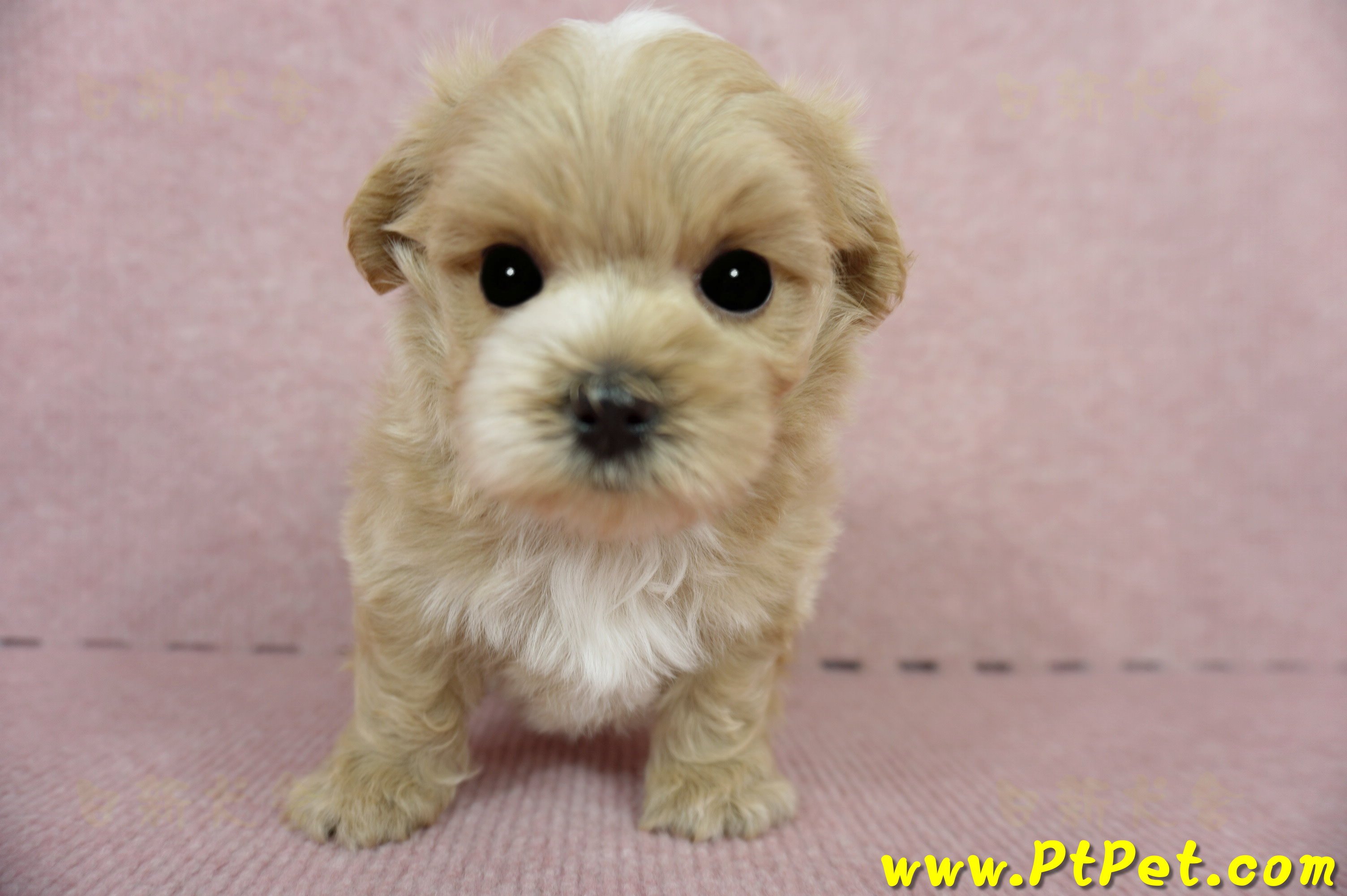 03/14奶油色馬爾泰迪公幼犬(台東市)