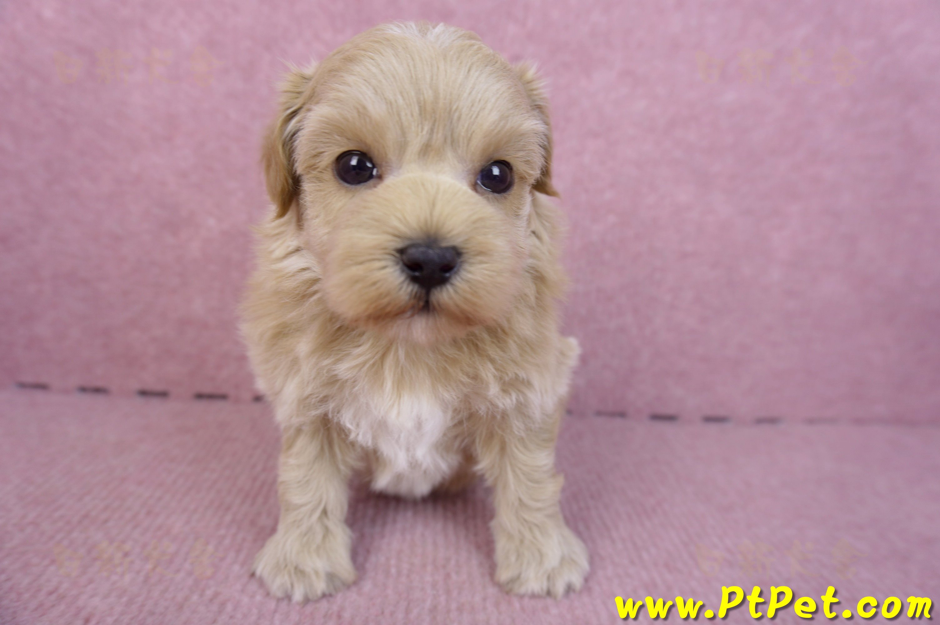 12/10馬爾泰迪母幼犬