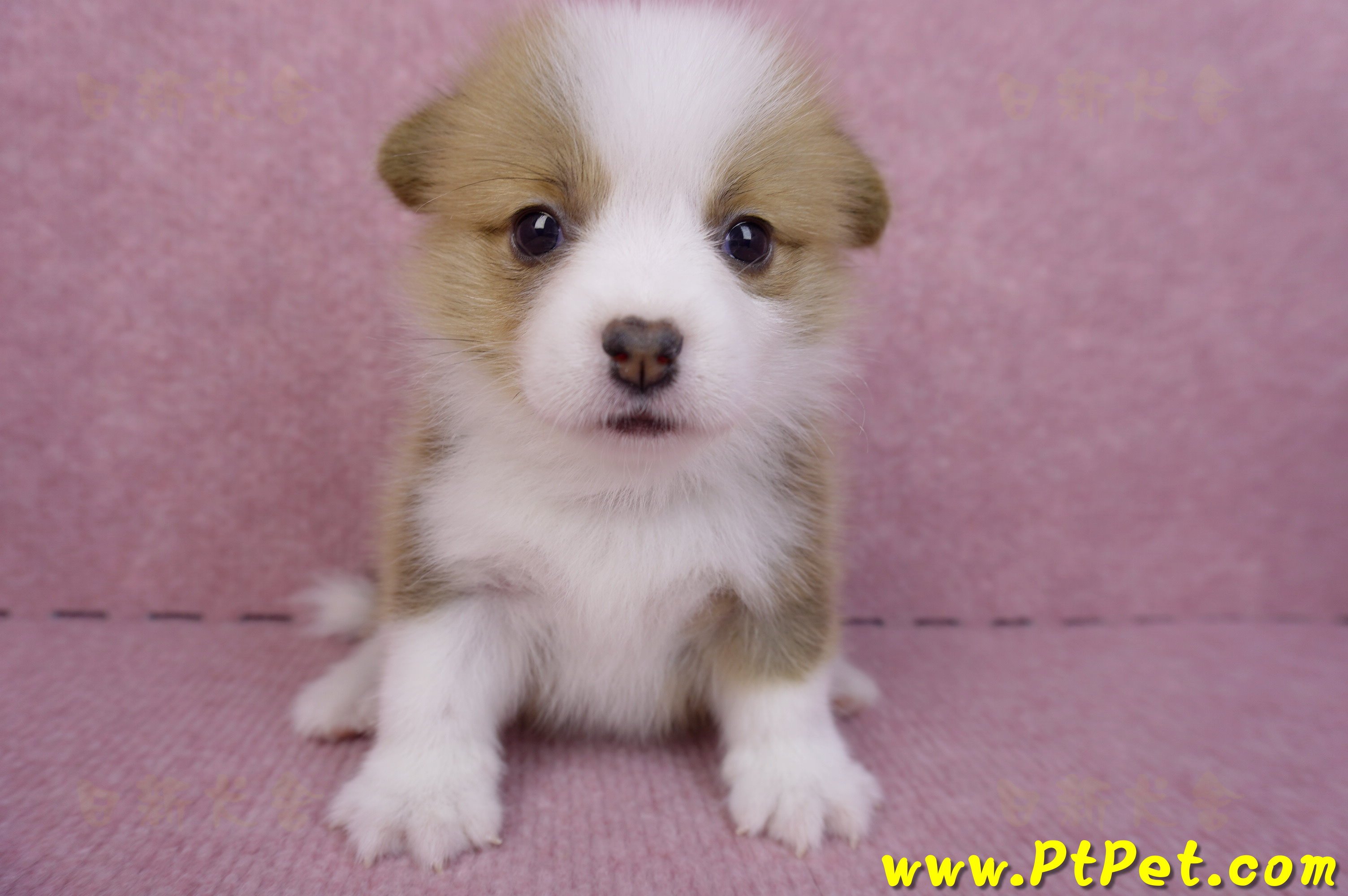 07/09雙色柯基犬母幼犬