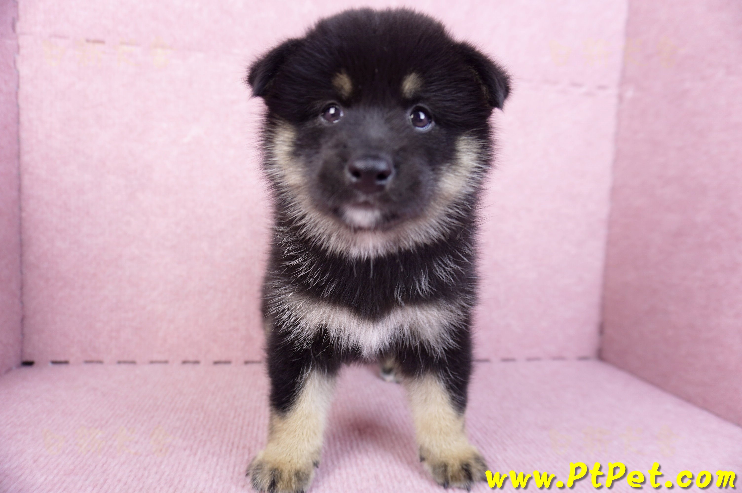 10/15黑色長毛柴犬公幼犬(基隆安樂)