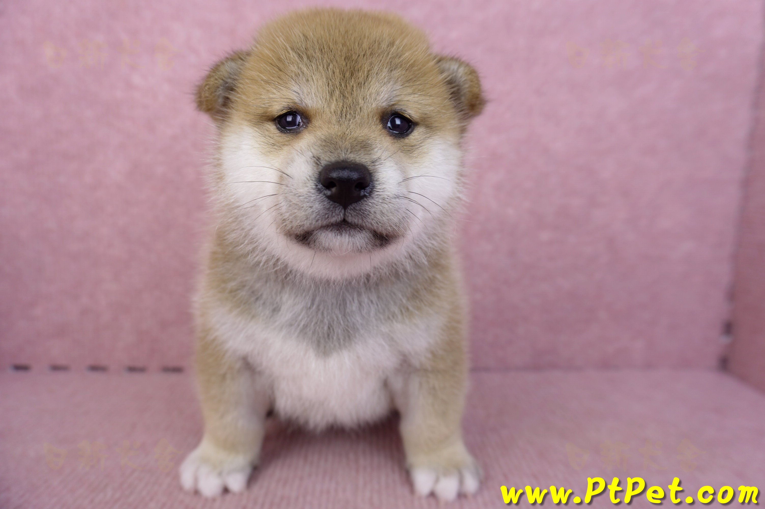 09/10赤色柴犬母幼犬