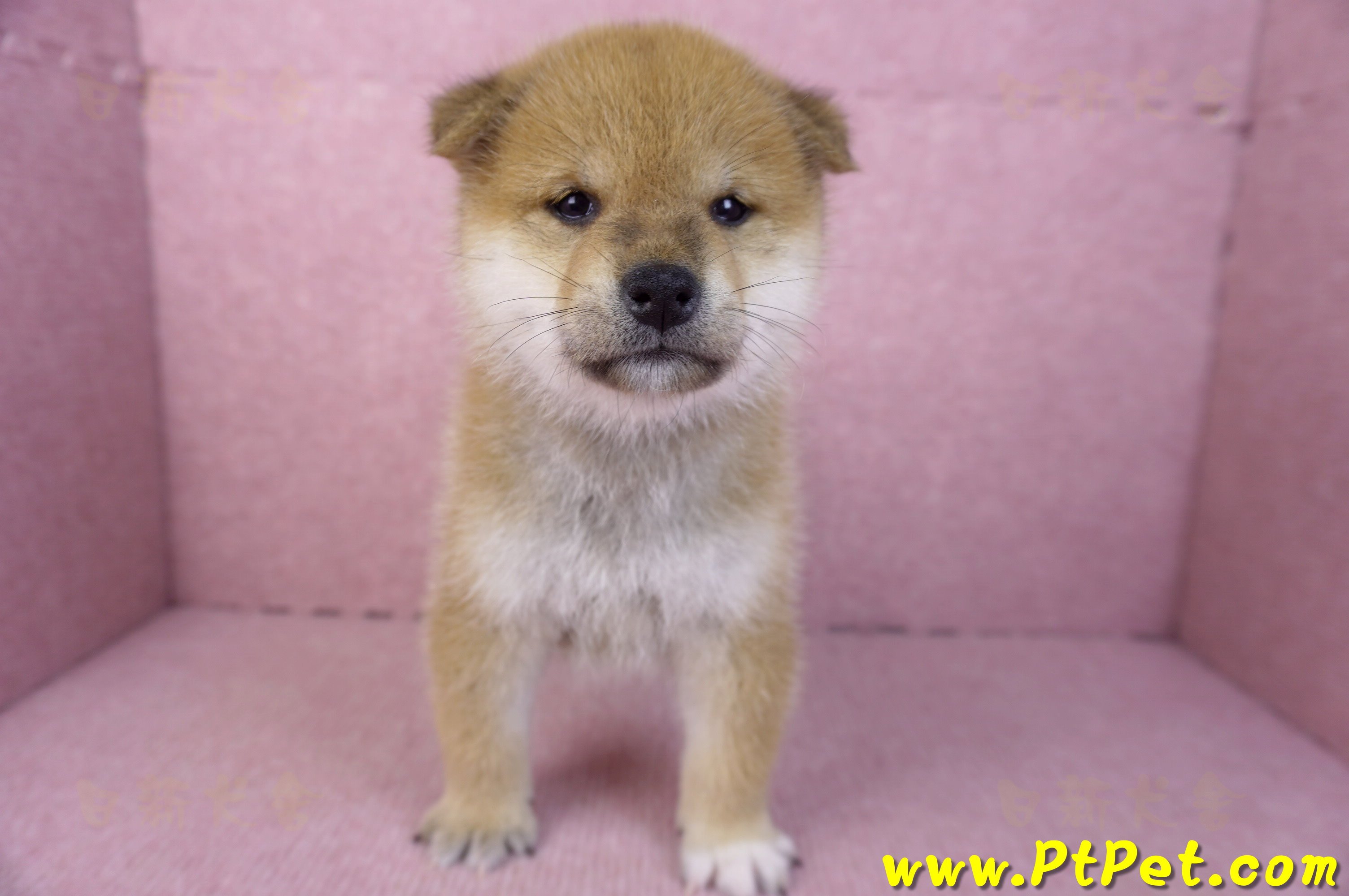 12/10赤色柴犬公幼犬(屏東萬丹)