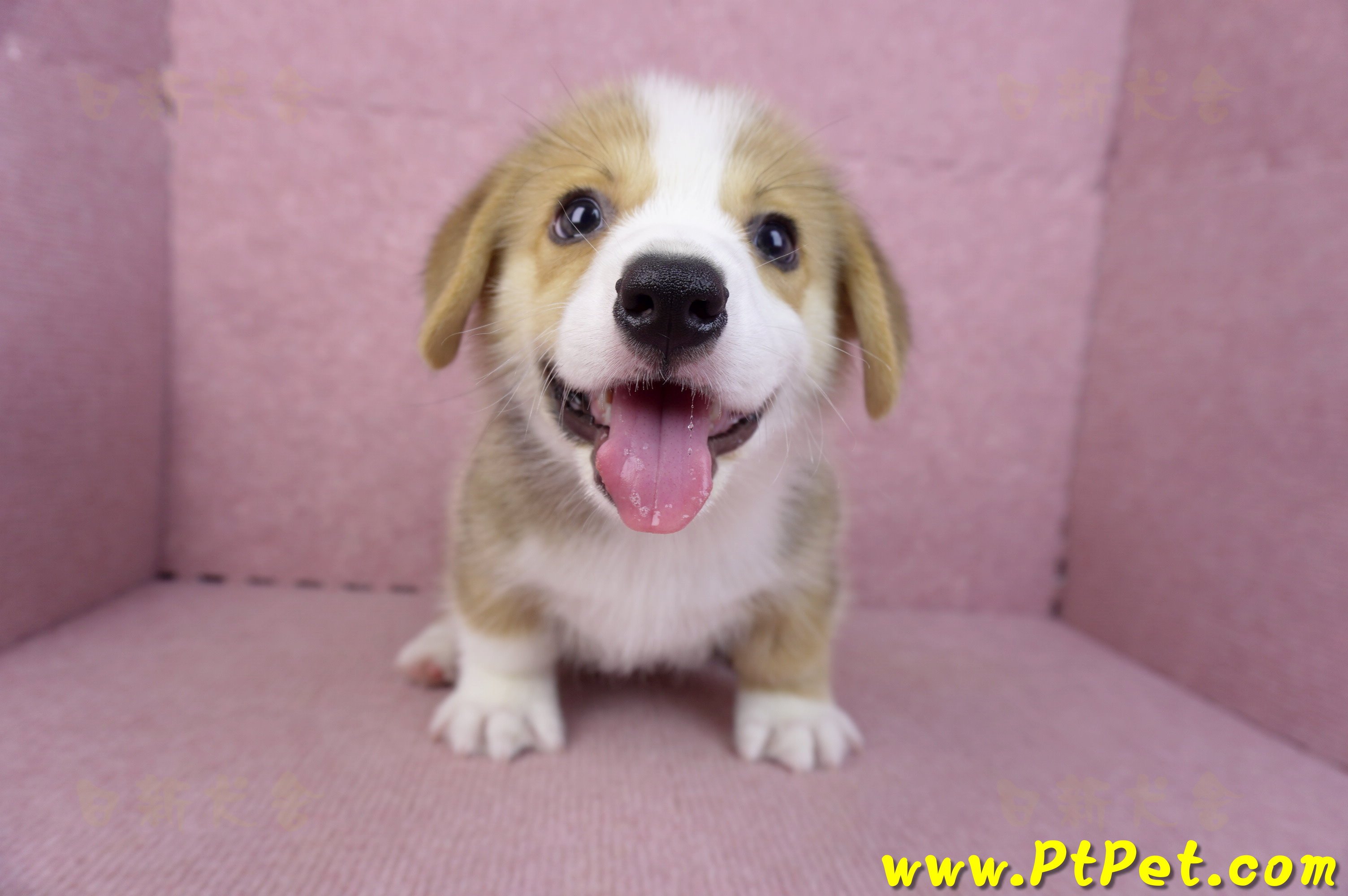 08/29雙色柯基犬公幼犬