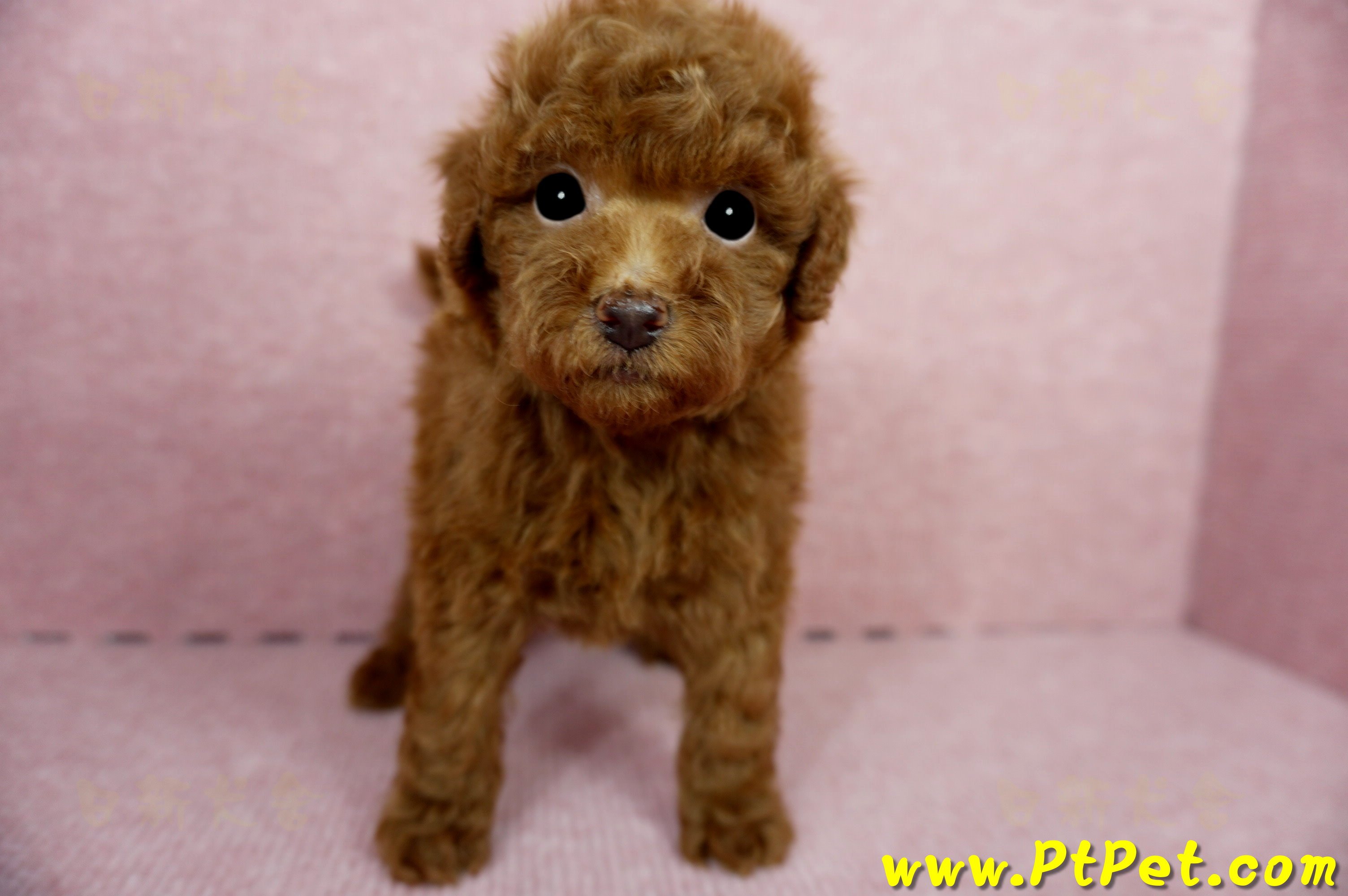 04/15玩具型紅貴賓母幼犬2號(高雄鳳山)