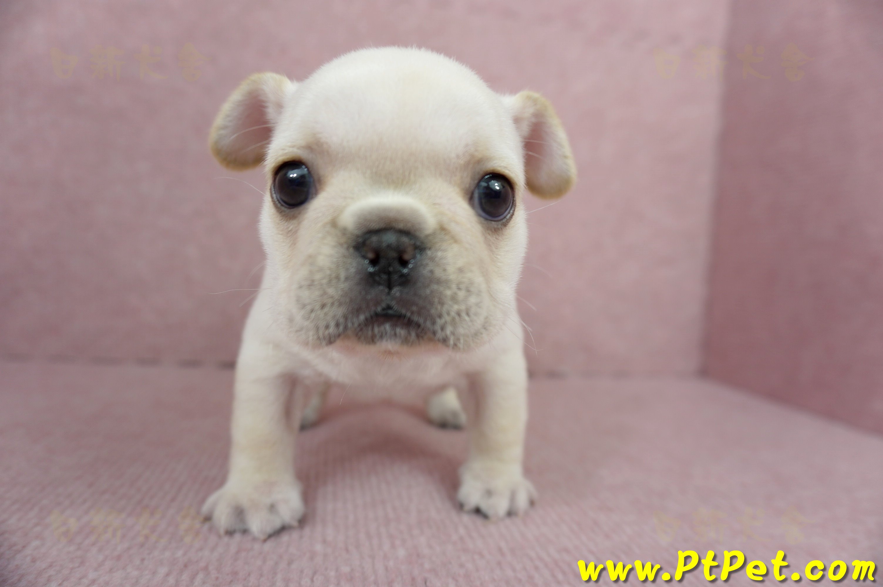 01/14奶油色法國鬥牛母幼犬(高雄三民)