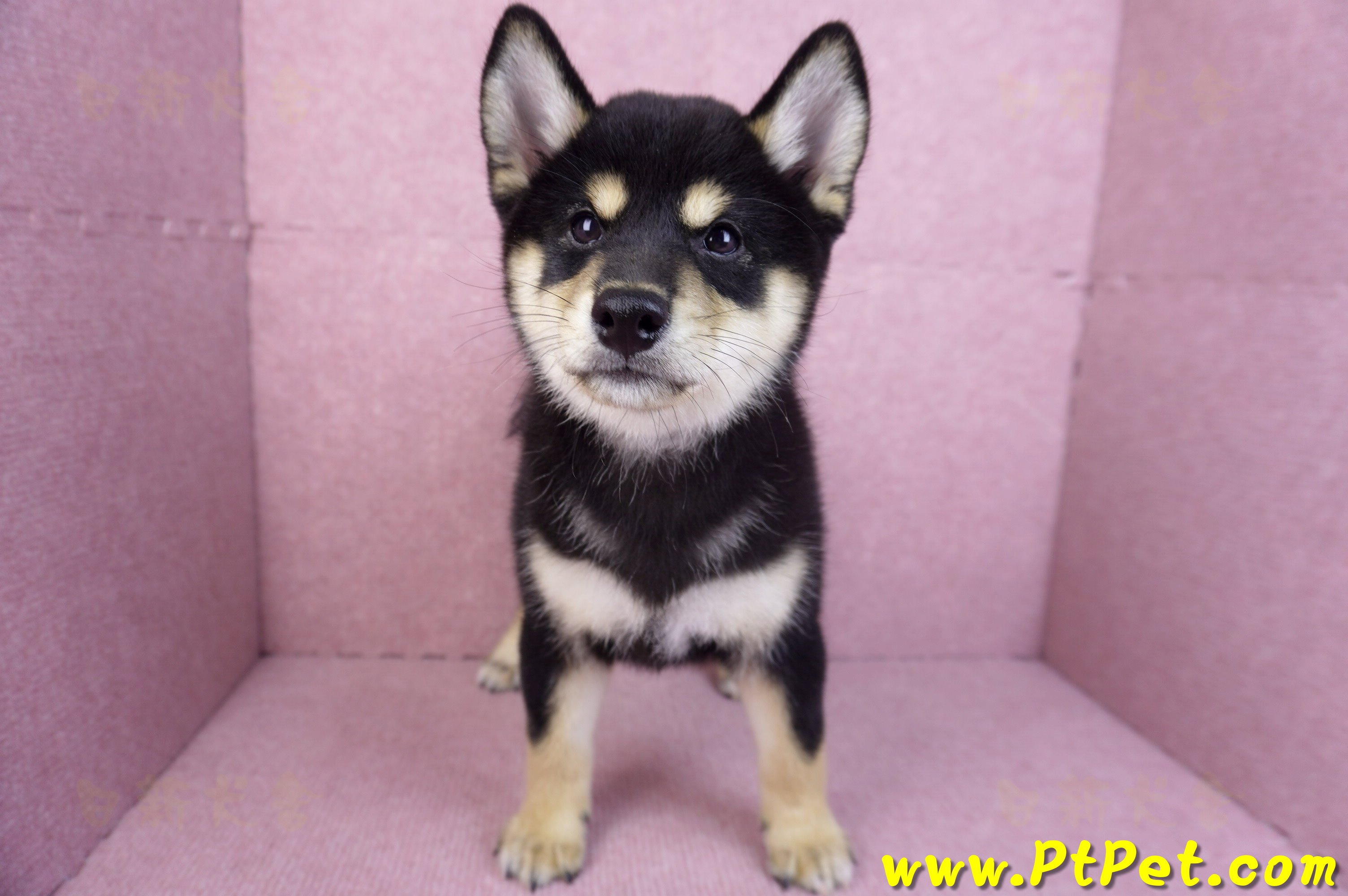 10/15黑色柴犬母幼犬(桃園龜山)