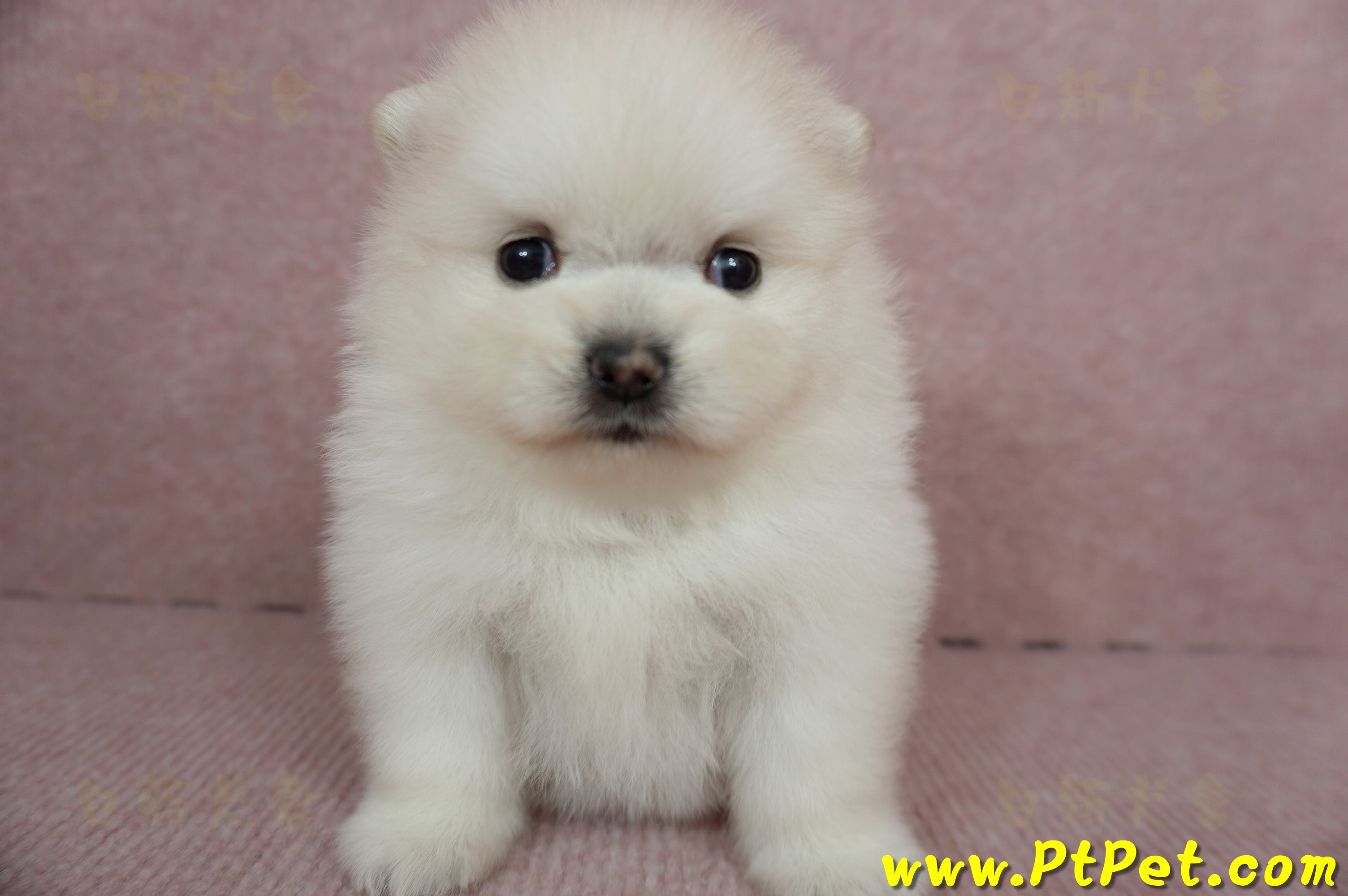 01/20迷你型松鼠白博美母幼犬(高雄鳳山)