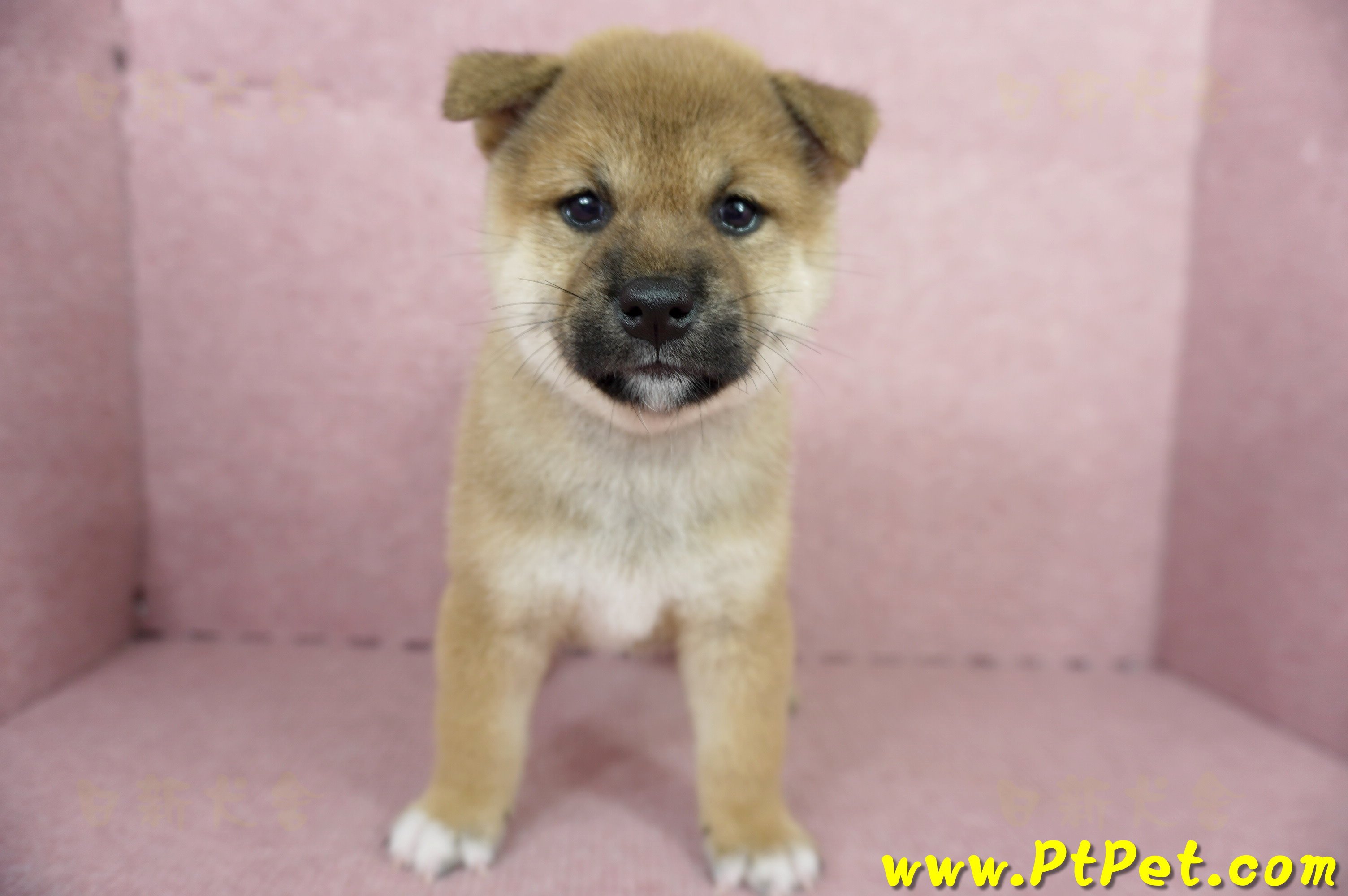 04/29赤色柴犬母幼犬(屏東東港)