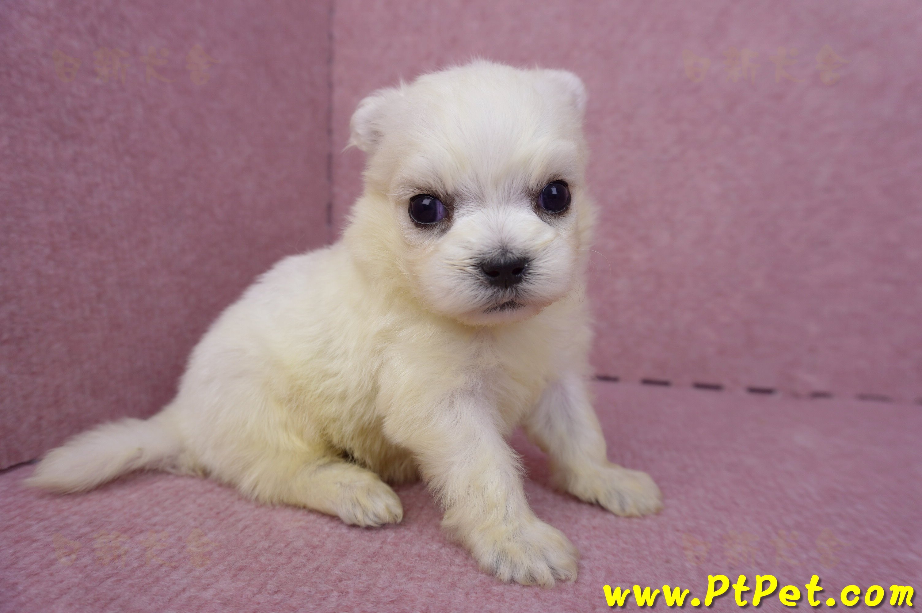 03/20馬爾濟斯公幼犬1號