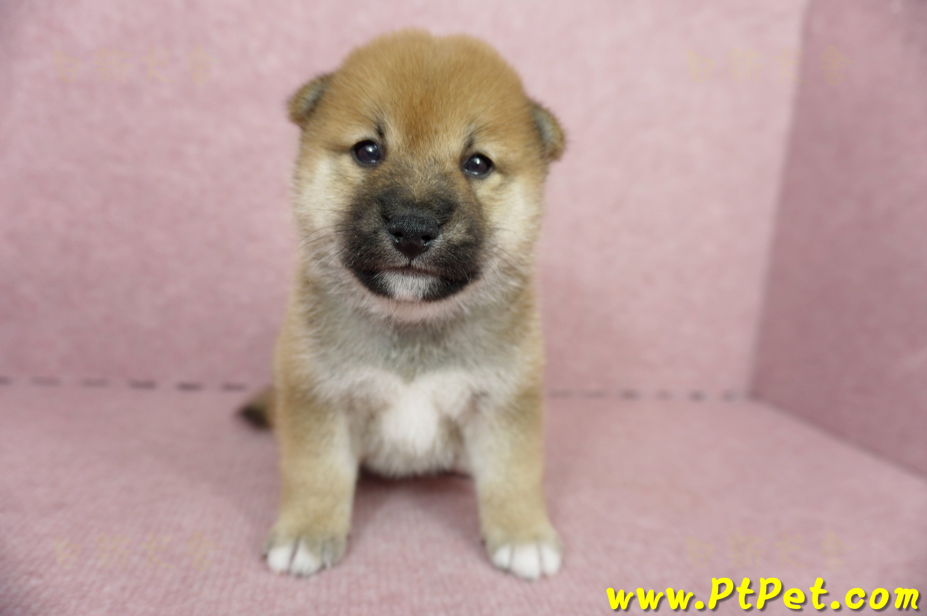 05/11赤色柴犬母幼犬2號(台南南區)