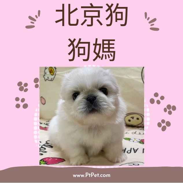 北京犬-狗媽