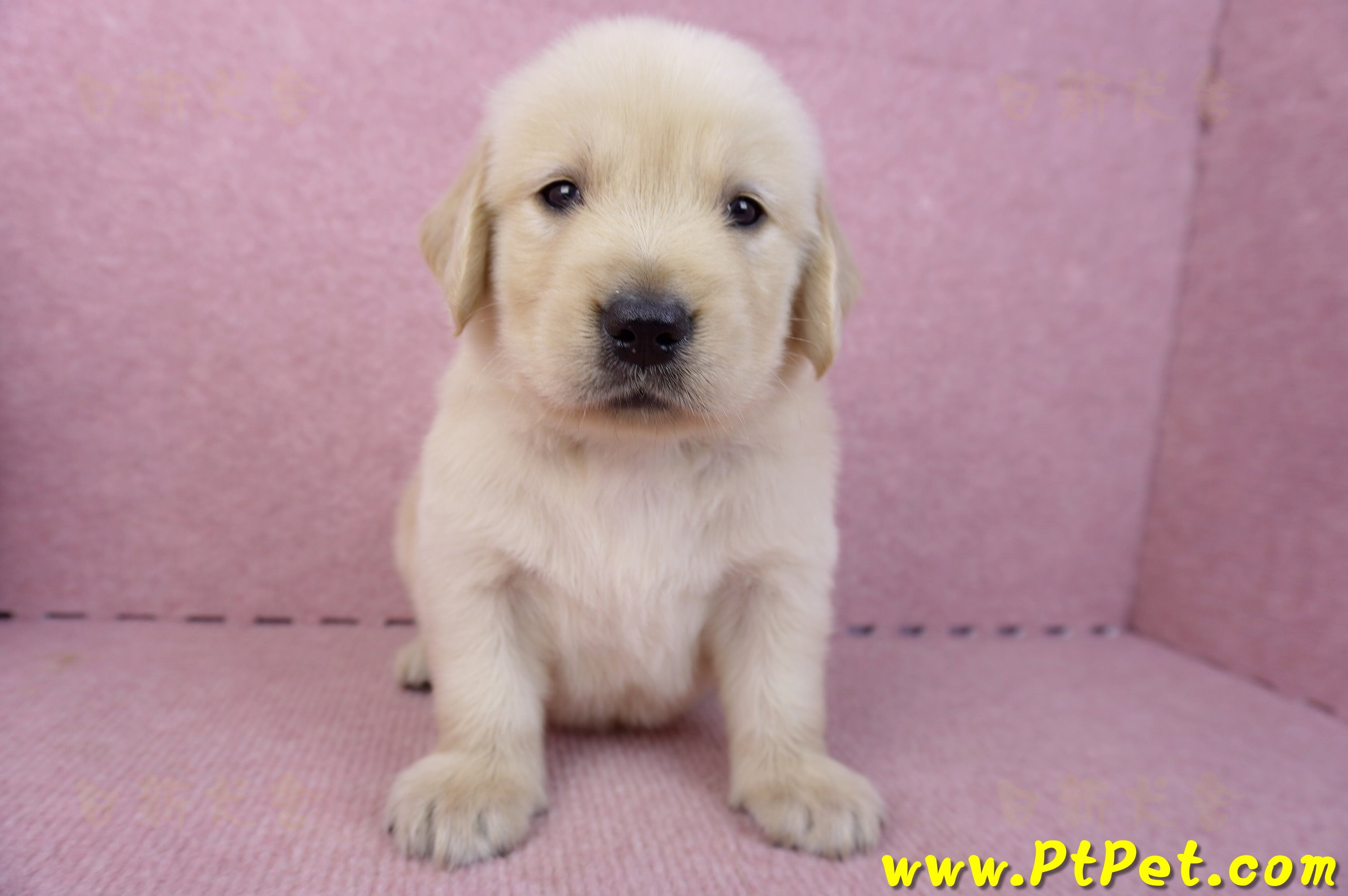 07/18黃金獵犬公幼犬6號(桃園平鎮)