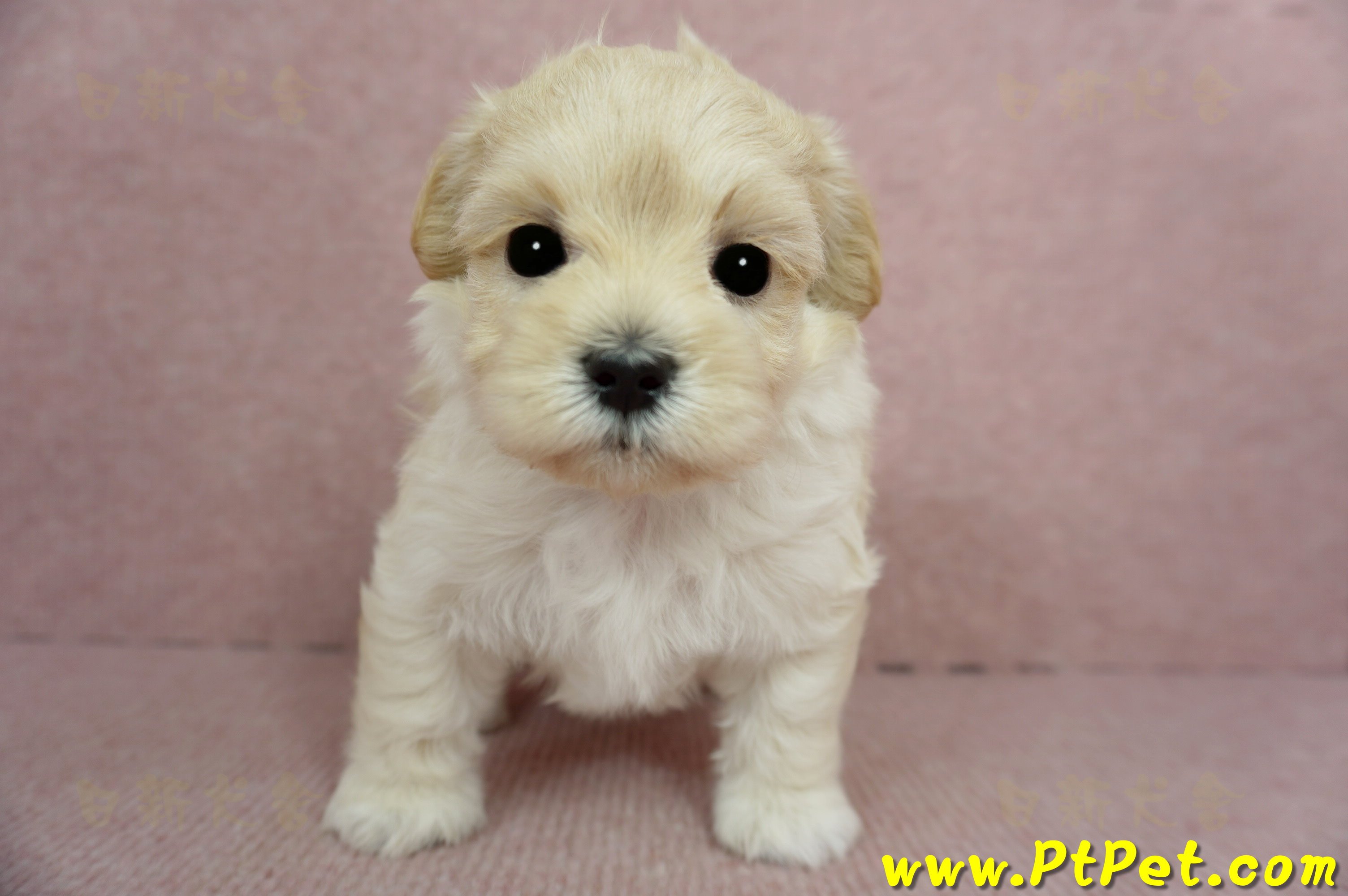 2/23奶油色馬爾泰迪公幼犬(屏東市)