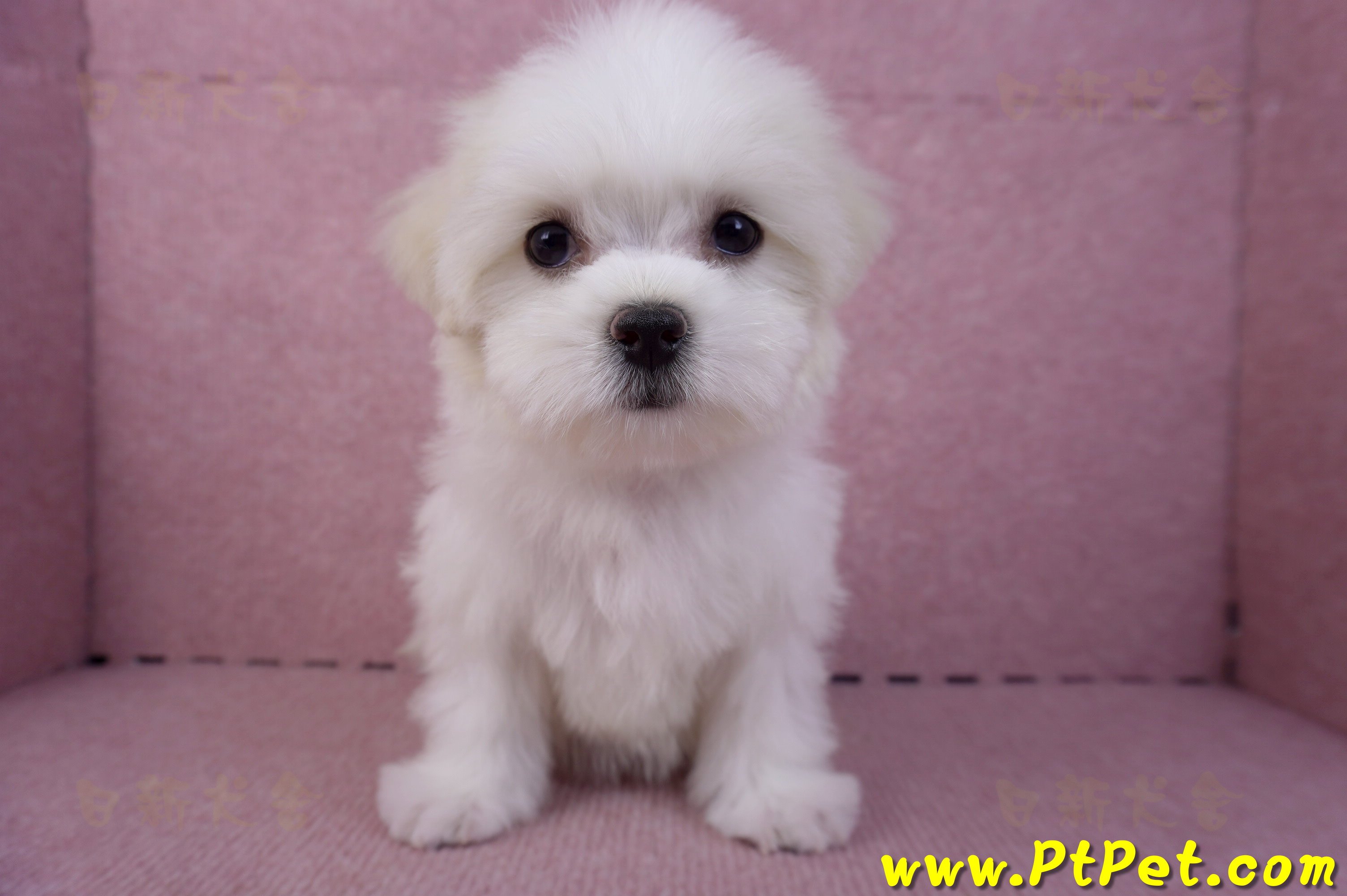 09/21馬爾濟斯母幼犬(花蓮市)