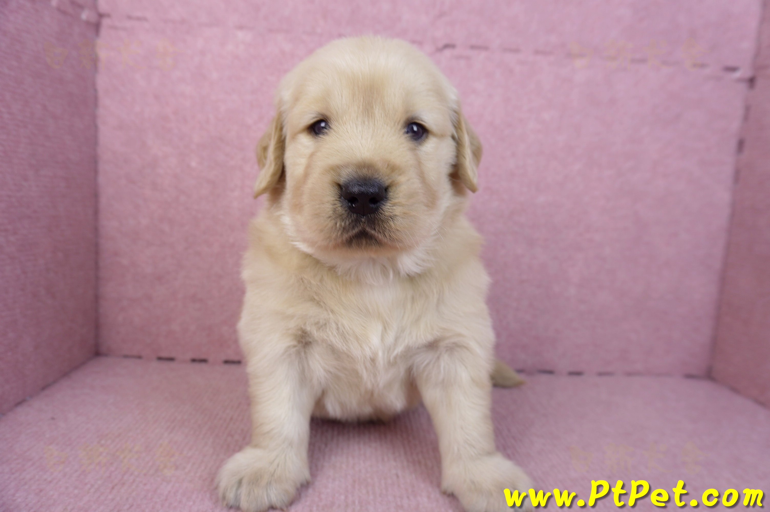 01/10黃金獵犬公幼犬2號(嘉義民雄)