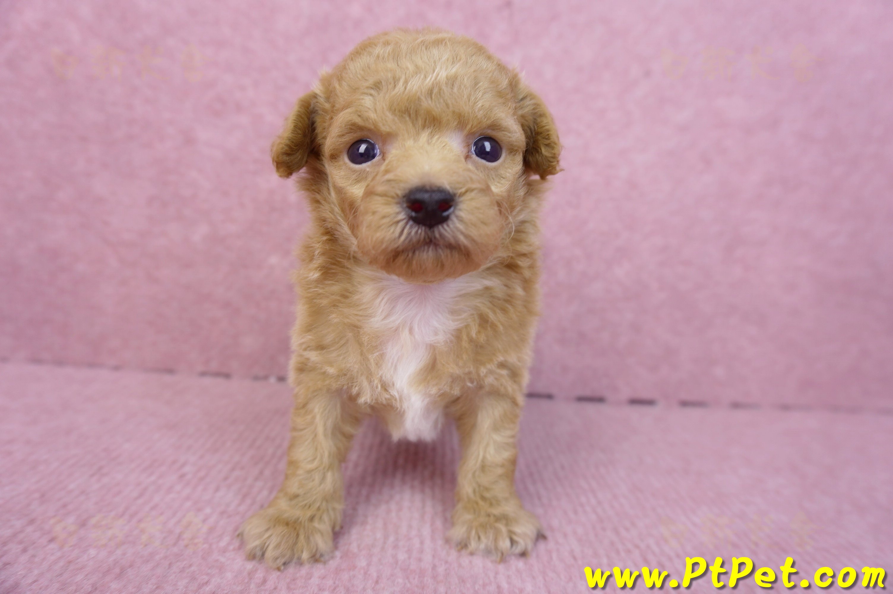 08/12泰迪比熊母幼犬4號(台北松山)