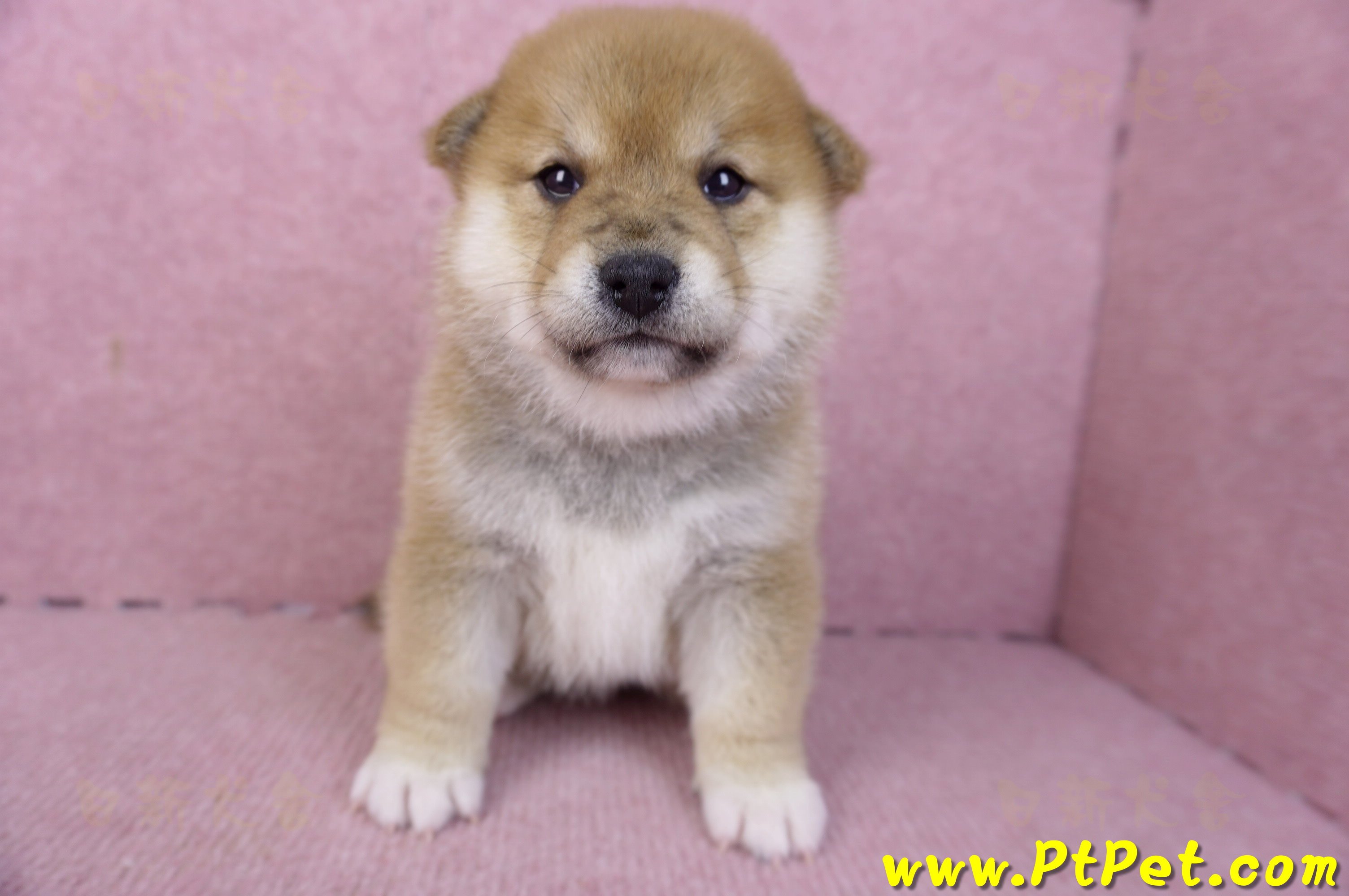 01/16赤色柴犬母幼犬1號(台南東區)