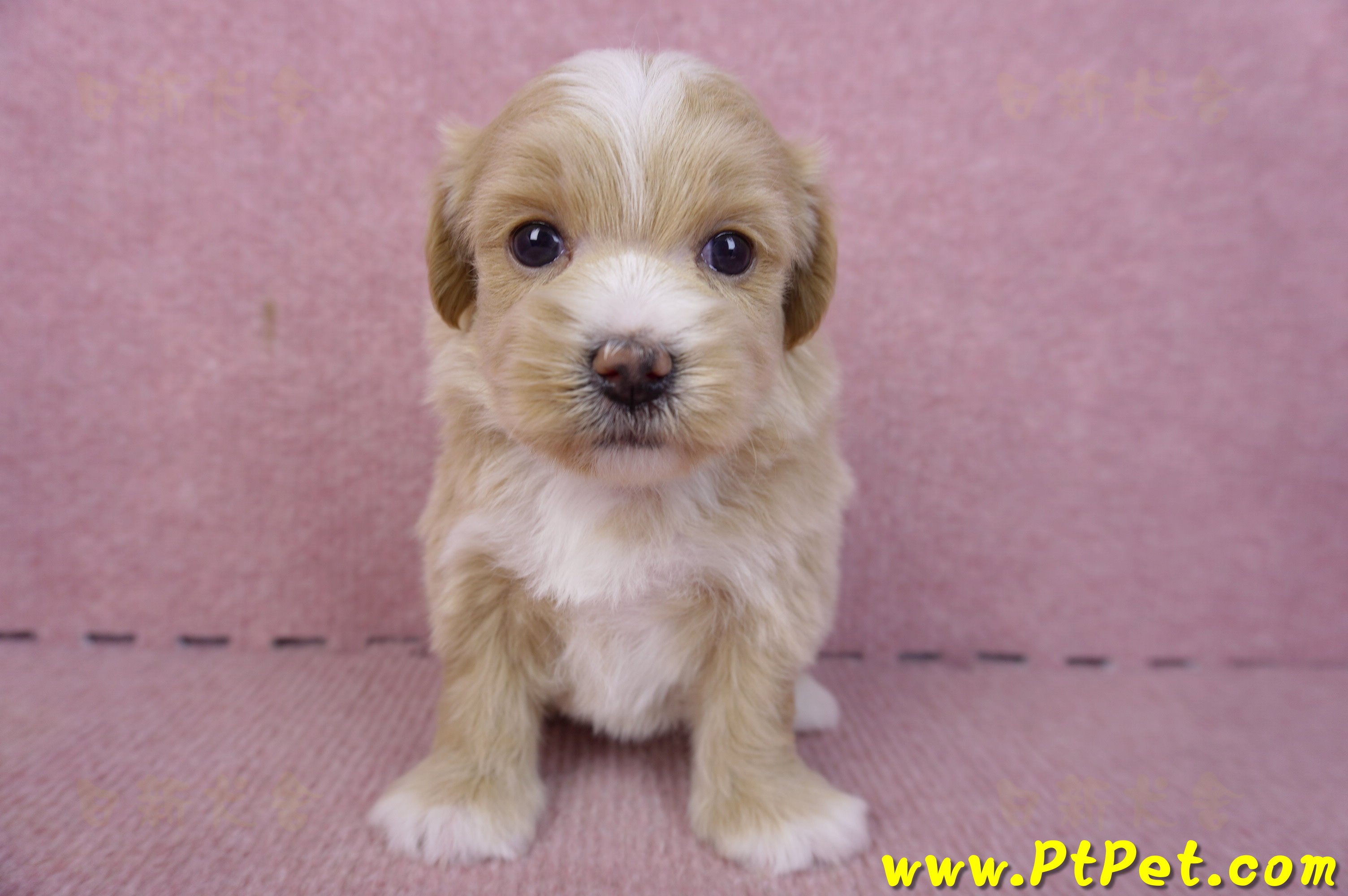 01/30馬爾泰迪公幼犬3號