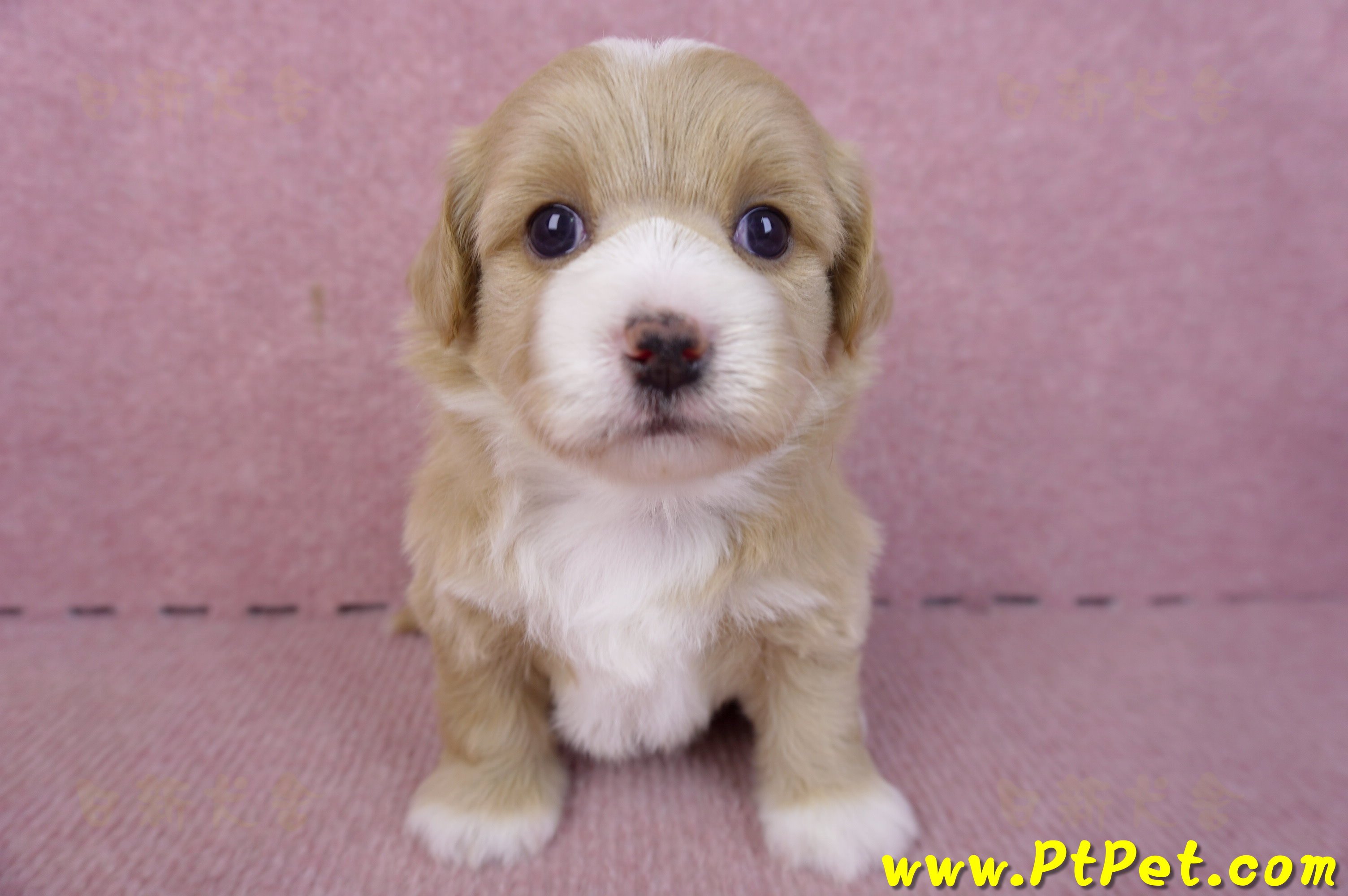 01/30馬爾泰迪公幼犬1號