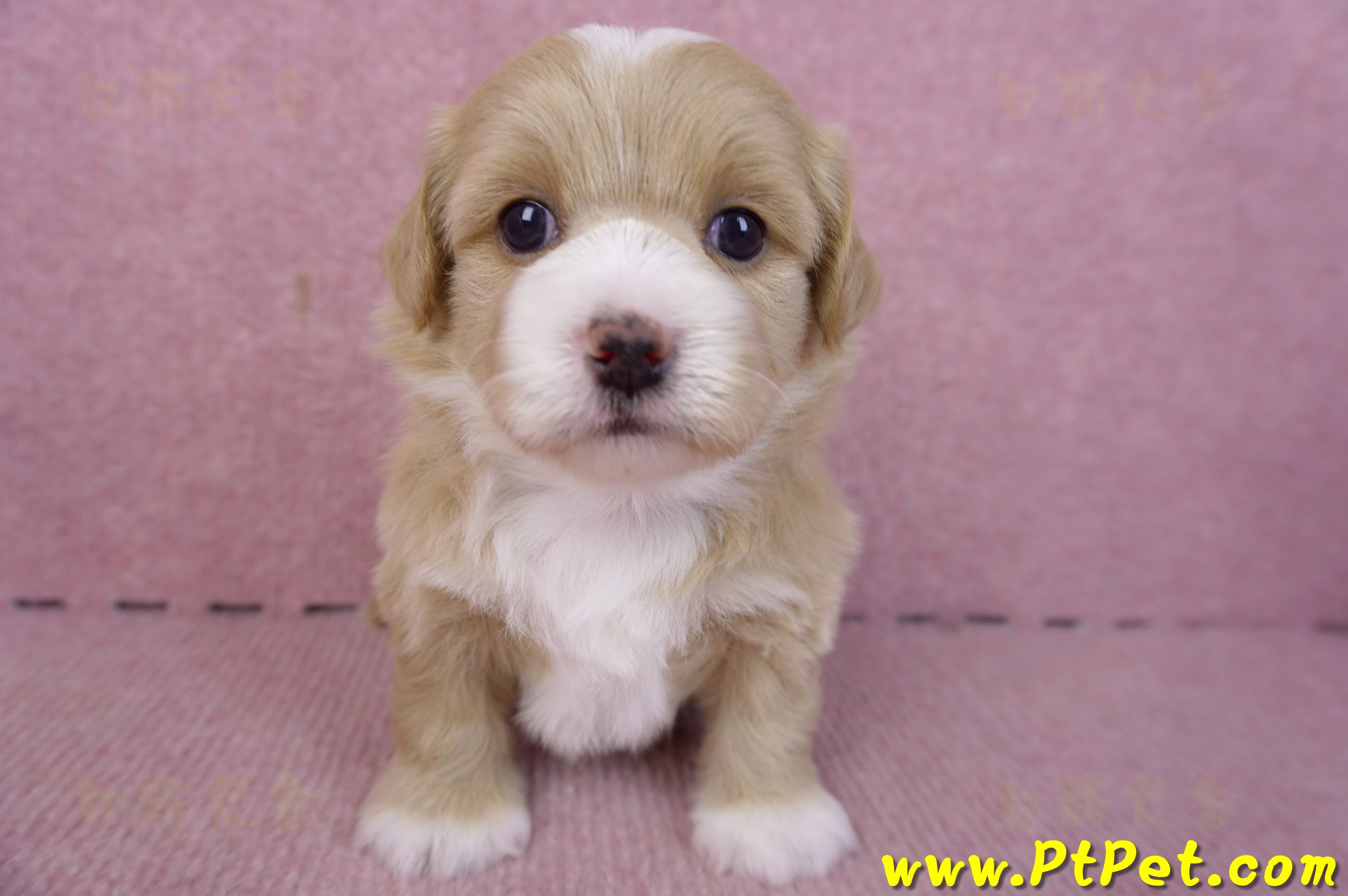 01/30馬爾泰迪公幼犬1號