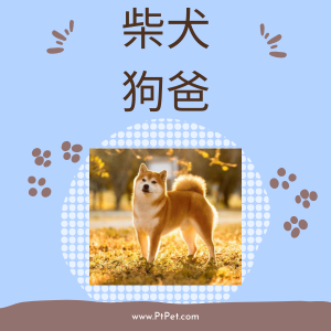 柴犬-狗爸