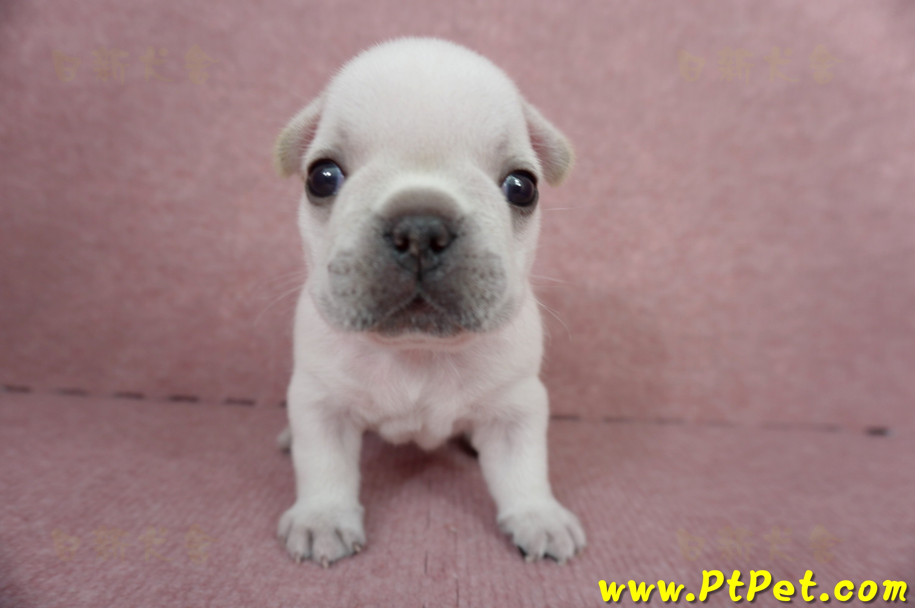 04/18奶白色法國鬥牛公幼犬3號(新竹竹東)