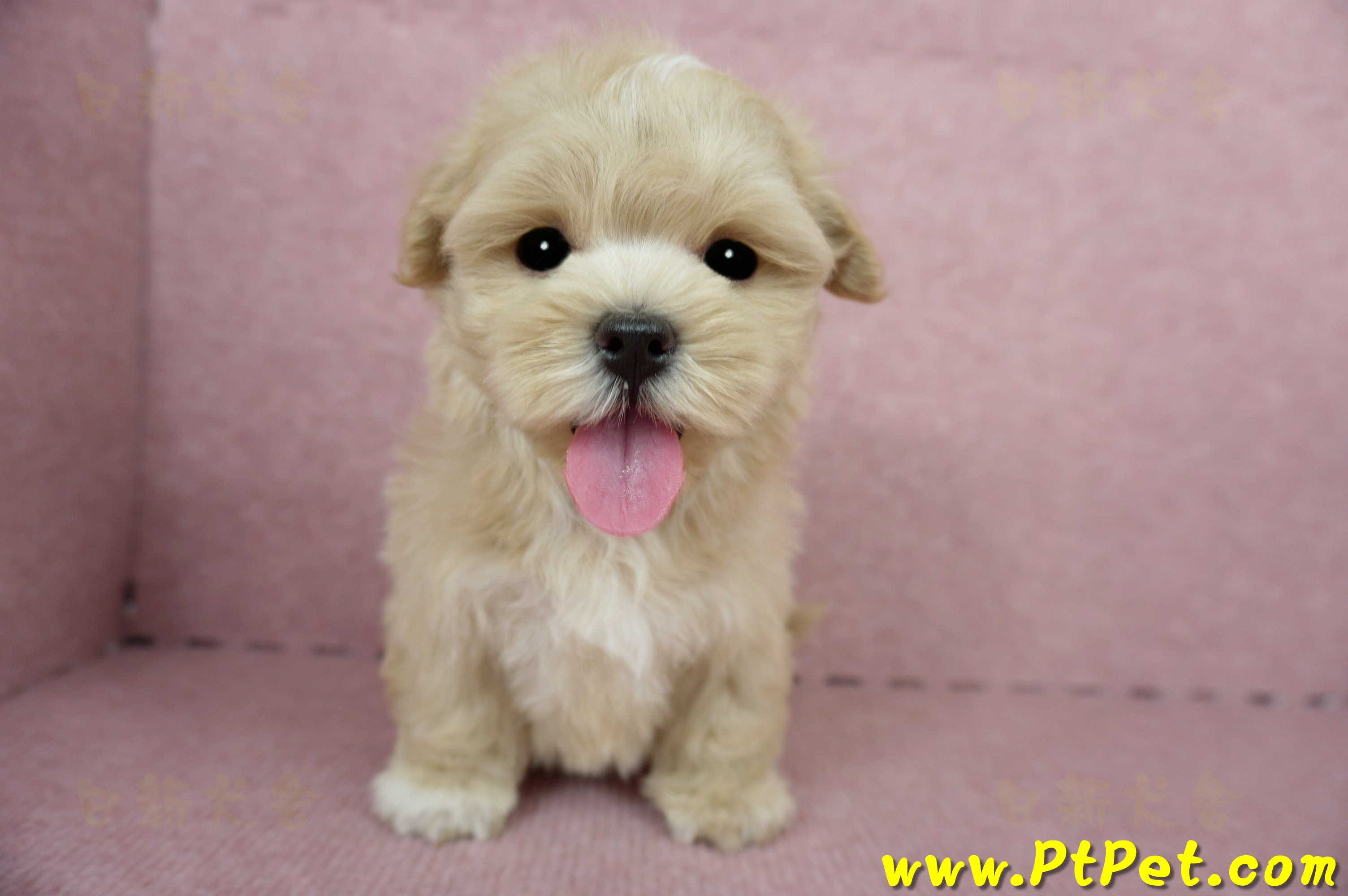 04/11奶油色馬爾泰迪公幼犬(台東綠島)