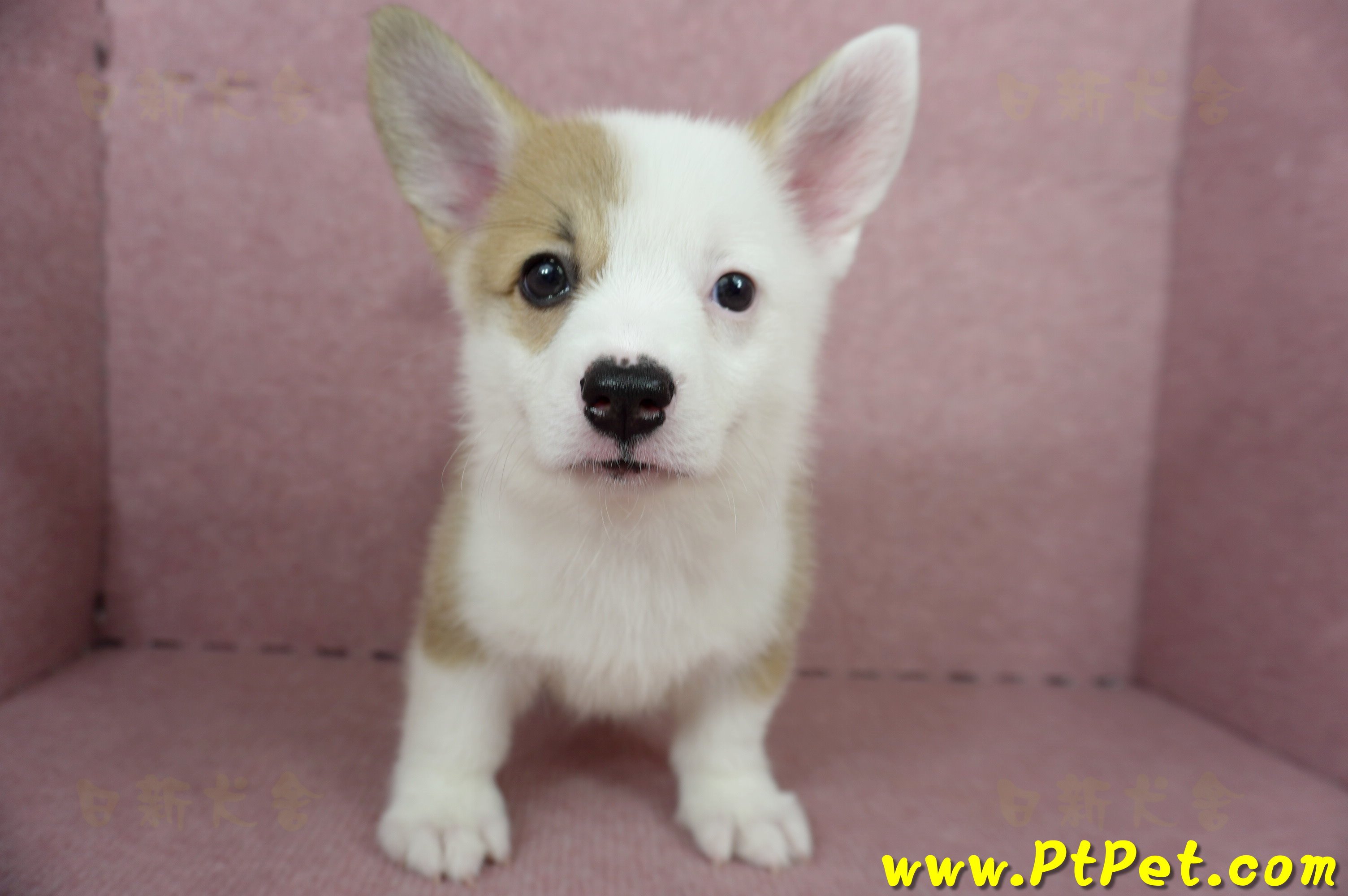 04/14雙色柯基犬母幼犬2號(屏東潮州)