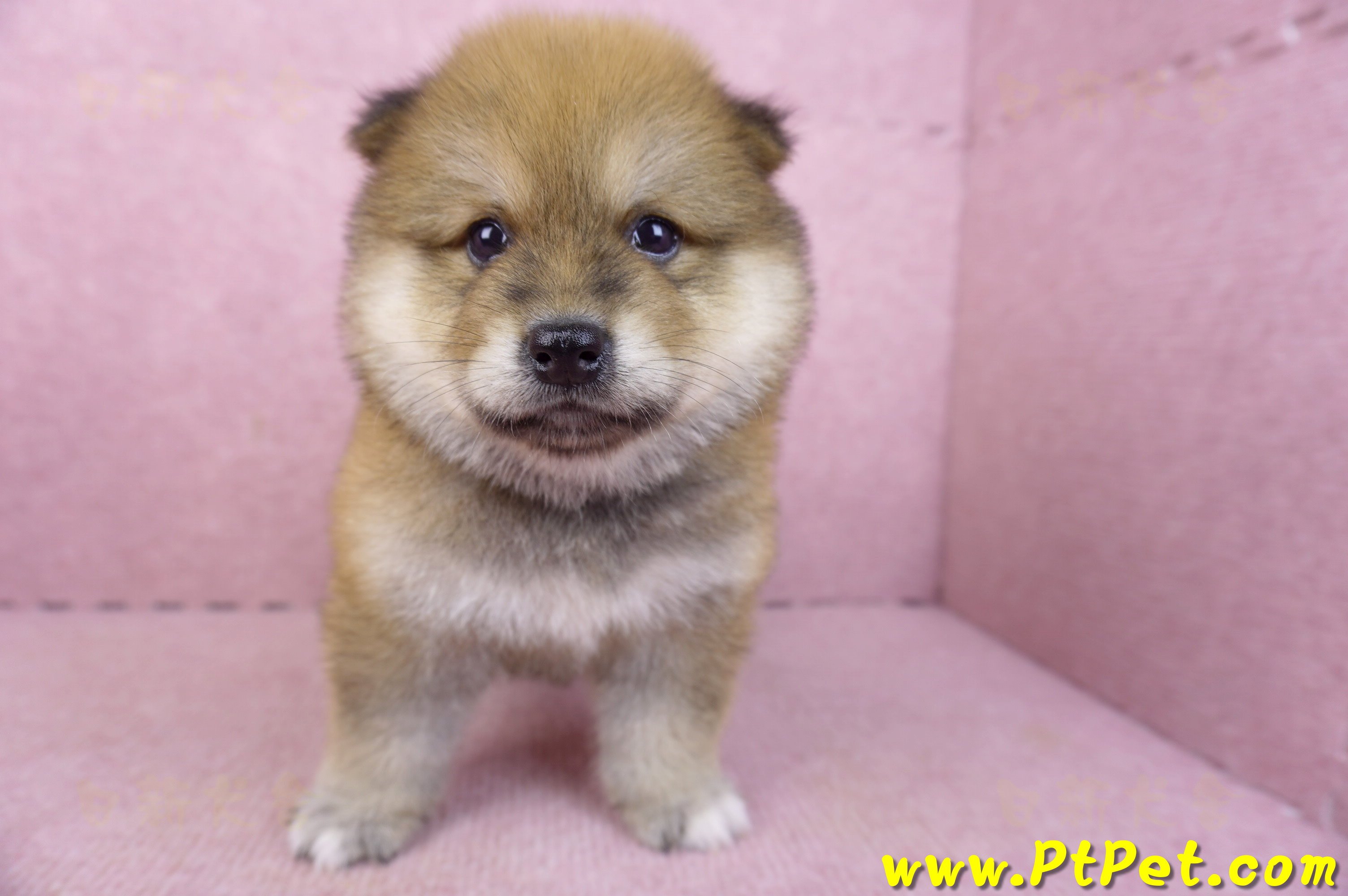 03/09赤色長毛柴犬公幼犬