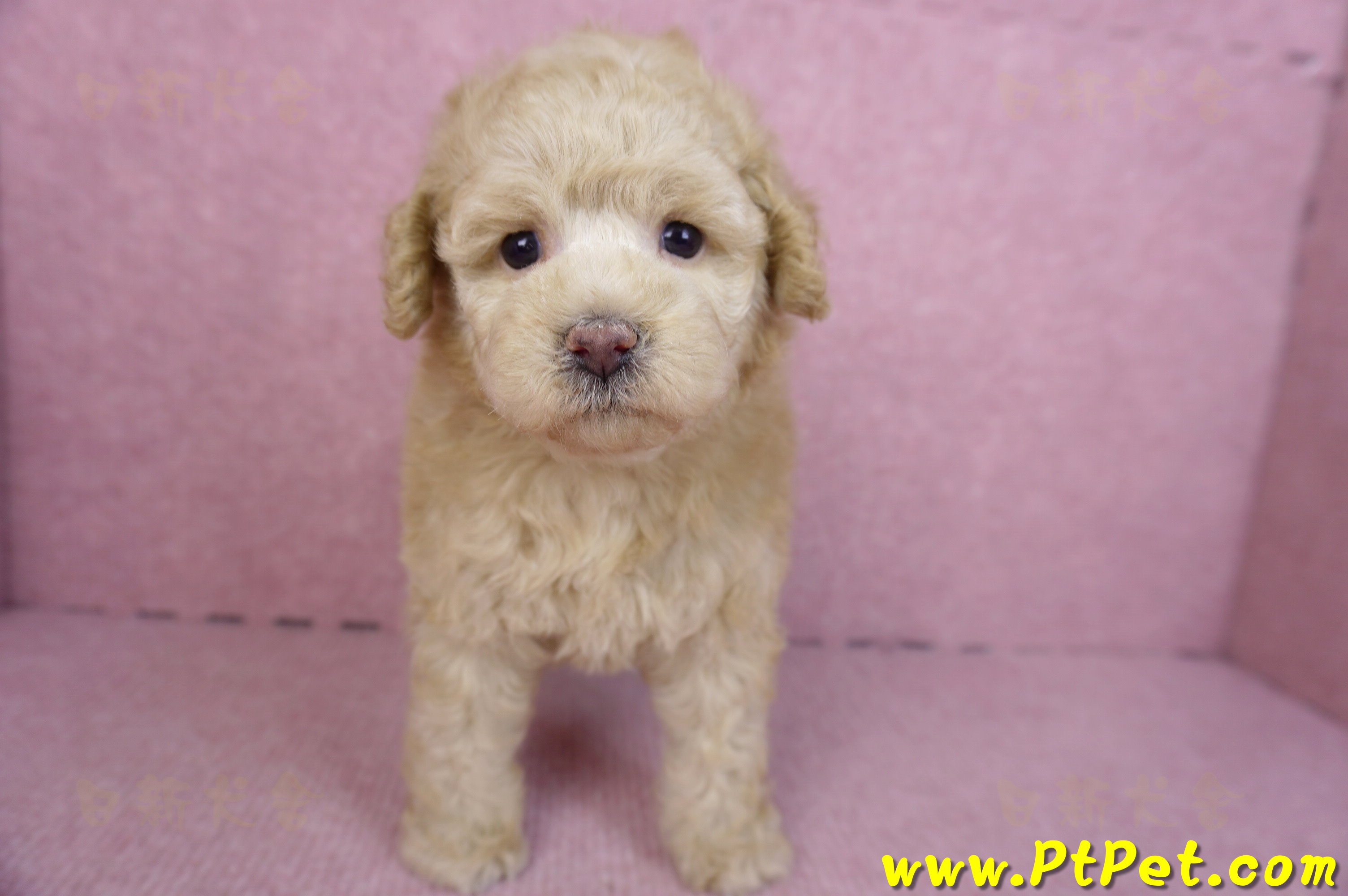 12/06奶油貴賓母幼犬(花蓮市)