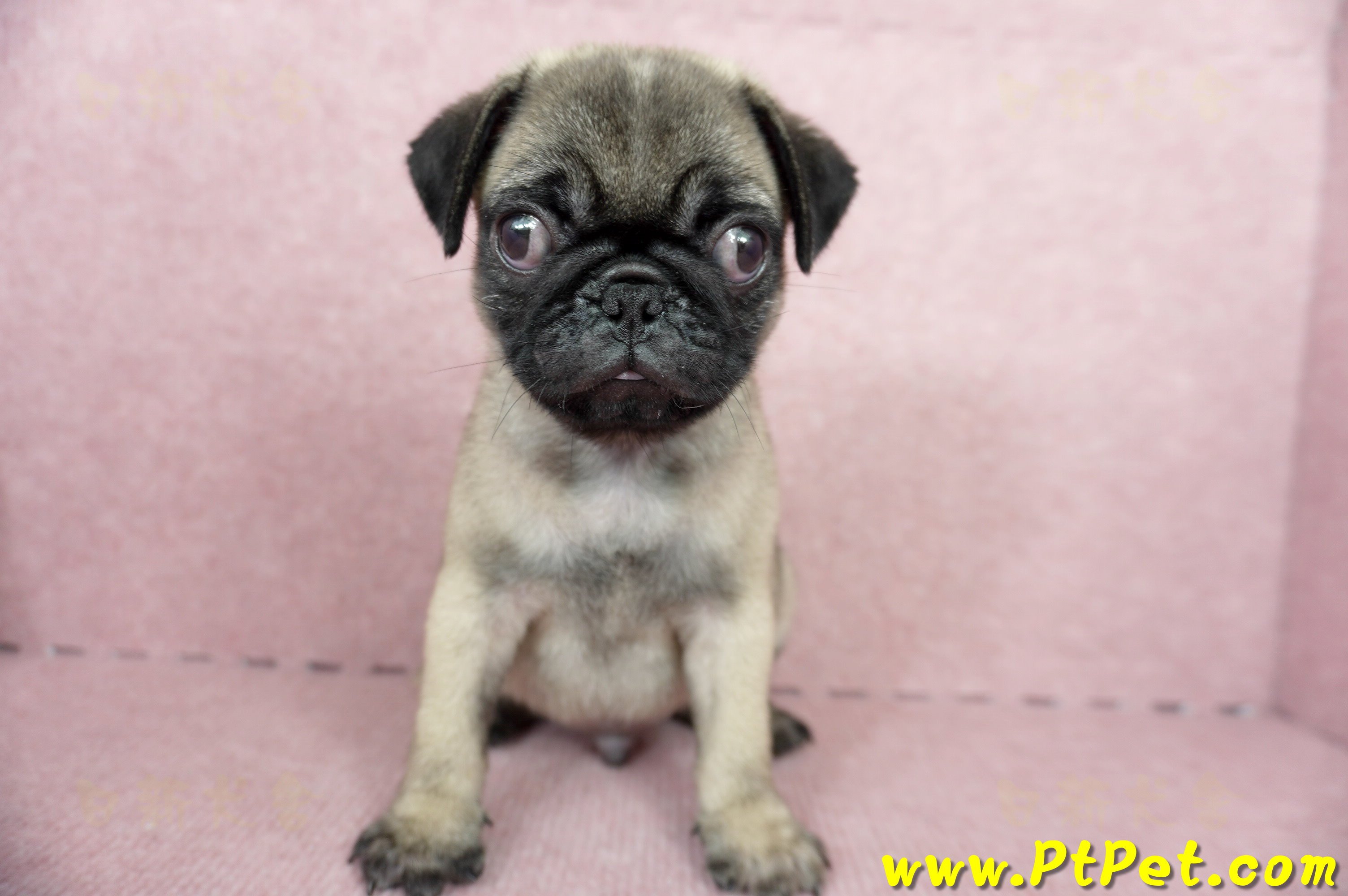 04/02巴哥公幼犬(屏東崁頂)