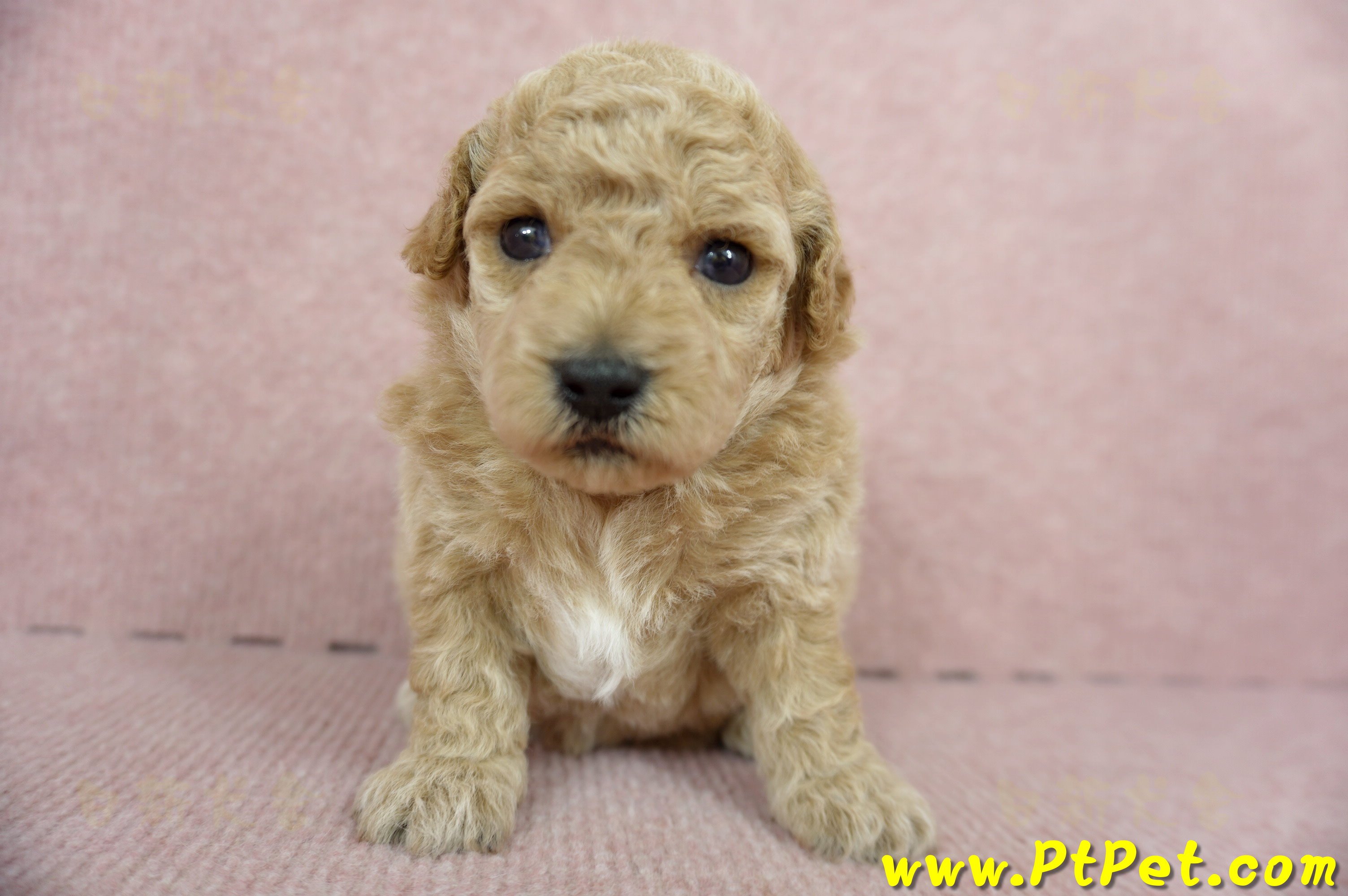 03/12泰迪比熊母幼犬1號(高雄三民)