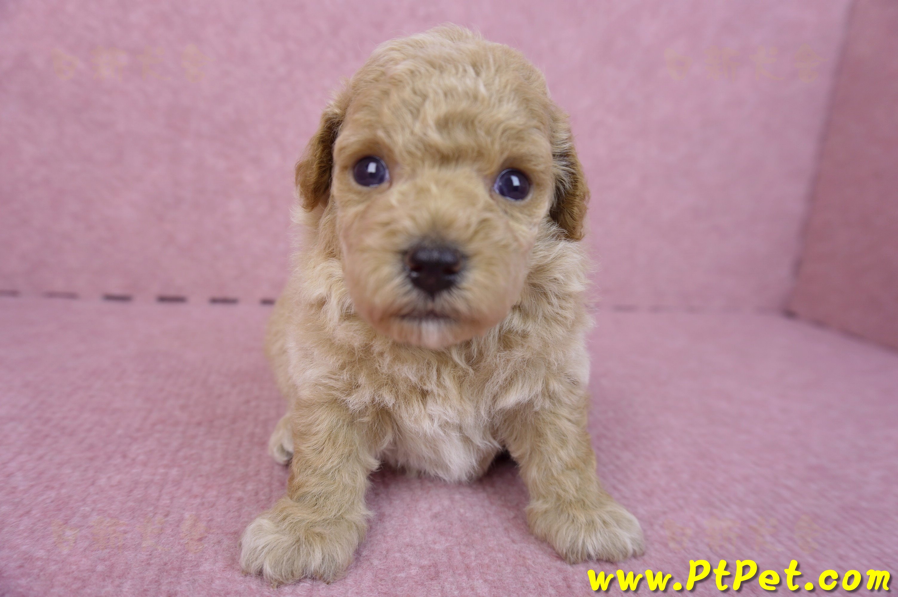 04/01泰迪比熊公幼犬1號