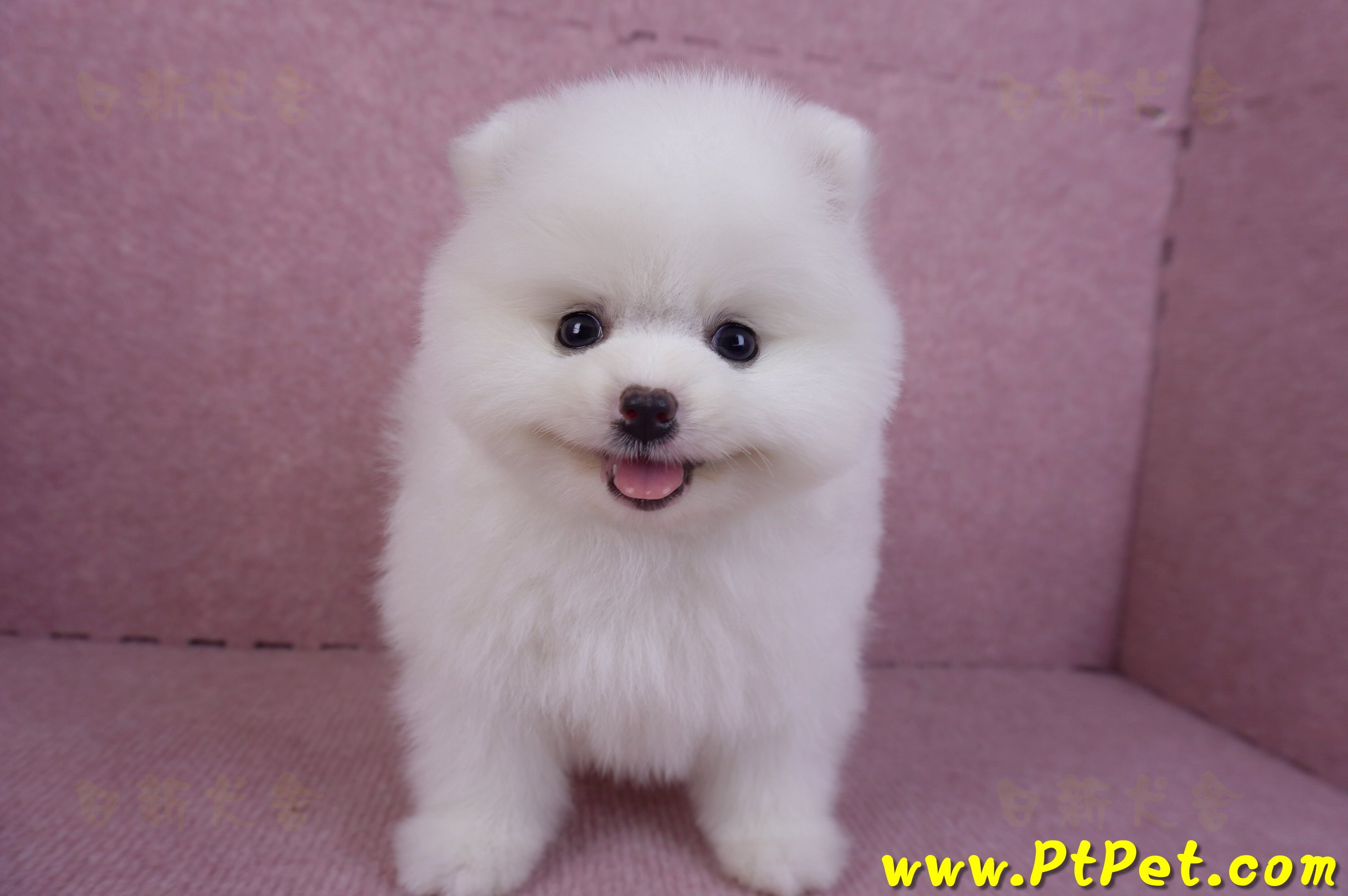 11/10松鼠白博美母幼犬(屏東內埔)