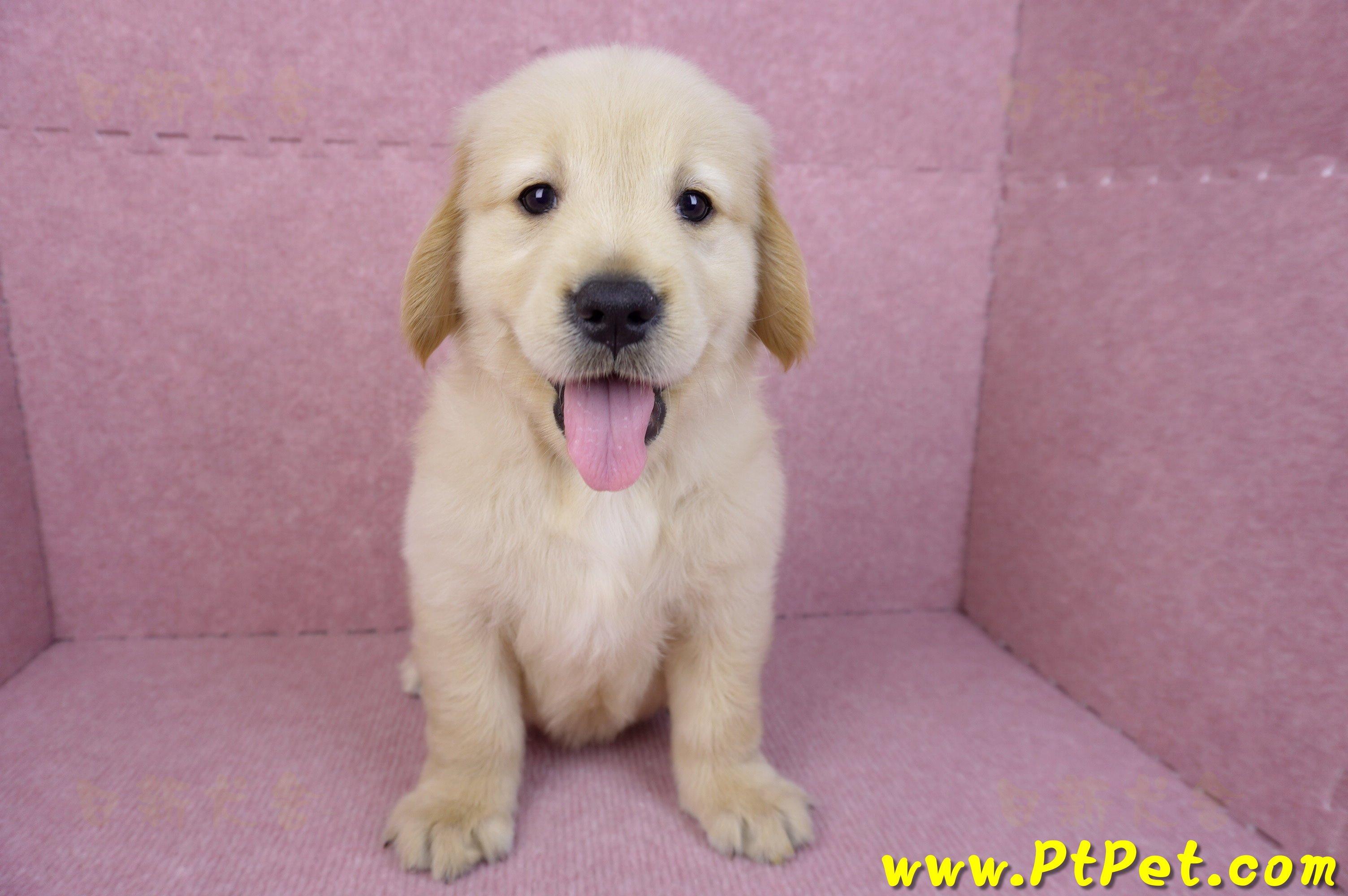 07/18黃金獵犬公幼犬1號(台北內湖)